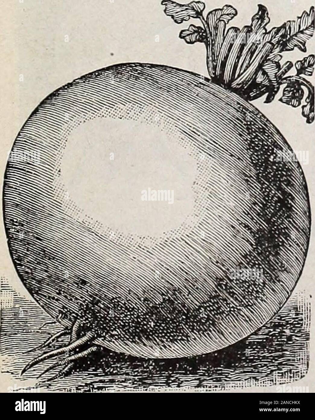 Hastings" sementi : caduta 1914 catalogo . amp; Co.s business proprio come ALABAMA-molte grazie per il seme di rapa appena ricevuto. Mi sono state utilizzando il vostro seme per qualche tempo e come loro splendidamente,e parlare sempre una buona parola per loro ogni volta che posso.-W. E. Boaz, Talladega, County. ? La Georgia-mi è stato l'acquisto di sementi provenienti da voi e prendendo anche la Ruralist per undici anni e hanno alwaysbeen compiaciuto con entrambi. Vi auguriamo molto successo.-E. A. Sizemore, Gwinnett County. La Mississippi-la nostra verdura abbiamo sollevato dal tuo seme erano belle; Molti cavoli cappucci pesato 10 libbre.Infatti tutto andava bene. Ho dare Foto Stock