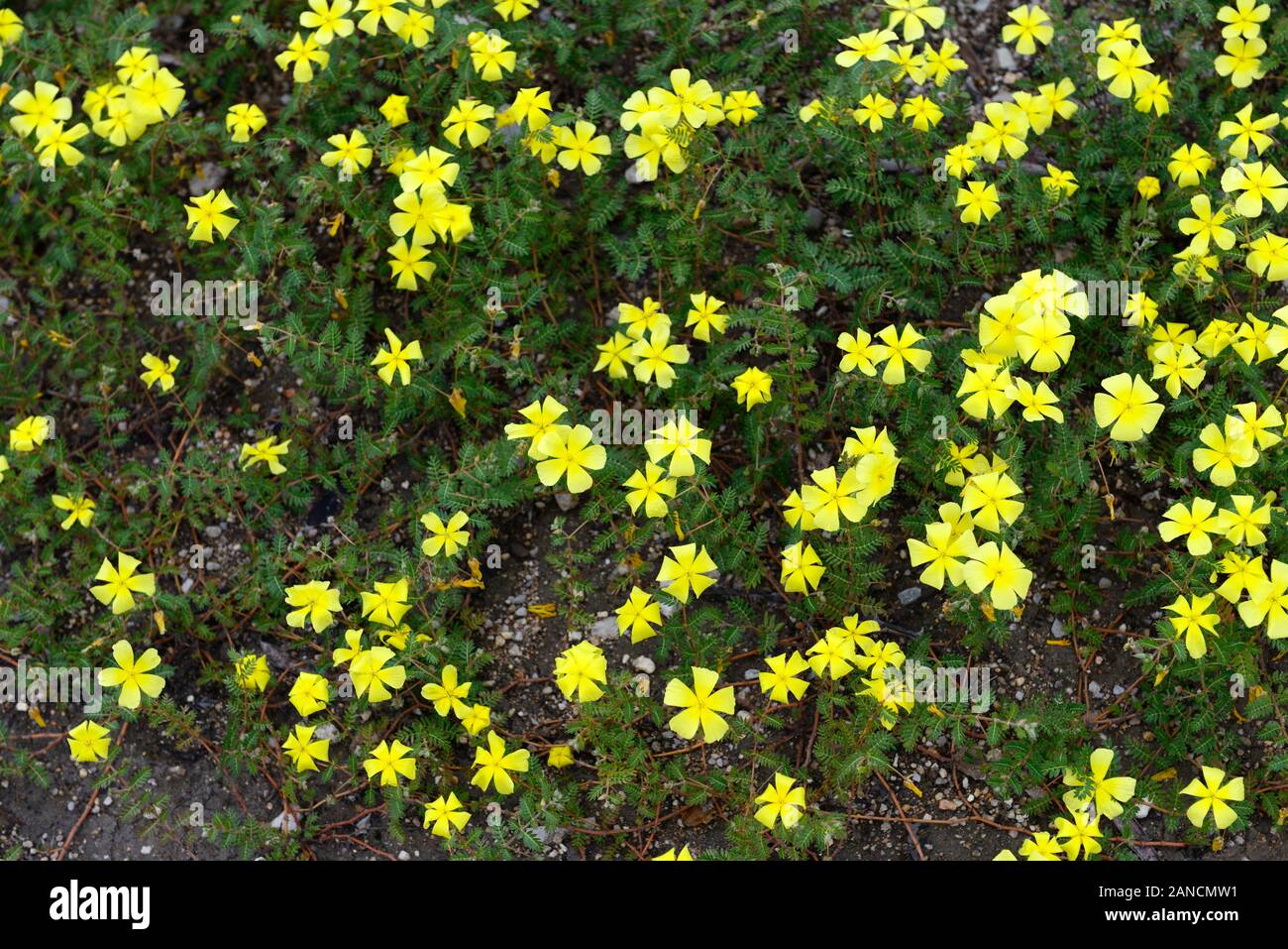 Devil-thorn, Tribulus zeyheri,fiori gialli,fiore,fioritura,perenne,parco nazionale Etosha,Namibia,RM Africa Foto Stock