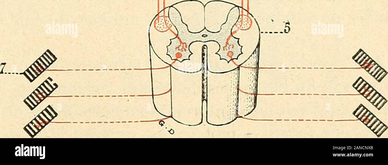 Traité d'anatomie humaine . 4..... A. Faisceau gémculé. -Le faisceau géniculé, ainsi•appelé parce quil occupe,dans la capsula a interne, larégion désignée sous le nomde genou, est fibre lensembledes nerveuses aux-quelles est dévolue la fonc tion de transmettre les inci-tation motrices cérébrales aux dorigine noyaux des Moteurs nerfs bulbo-protubérantiels. Fibre Ces proviennent de la partie inférieure de la zona sensitivo-motrice de 1, écorce cérébrale, avec : un centro, moteur du membre inférieur ; 6, centermoteur du membre supérieur ; c, zona doria;ine du faisceau géniculé. --, Couche optique Foto Stock