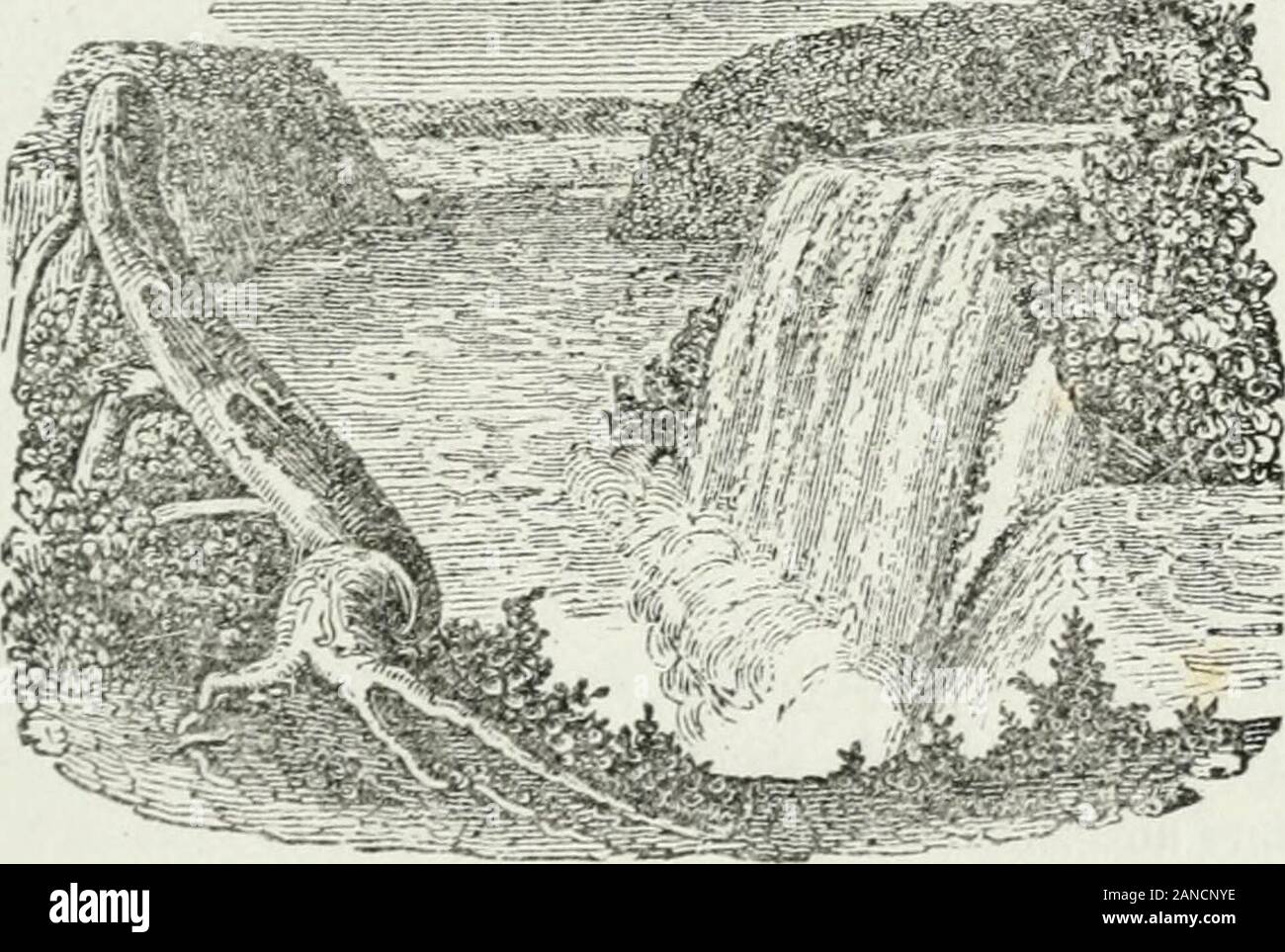 Tunisi è topografica e guida pittorica per le Cascate del Niagara e posare il libro a Montreal, Quebec, Saratoga e le Montagne Bianche : anche descrizione dell'StLawrence, Ottawa, e fiumi Saguenay-- . Centro caduta. Dal piede delle scale Biddles due percorsi portano inopposite indicazioni, uno towai-d il Canada e altri verso la caduta americana. Il primo ha beenobstructed da slitte da sopra e non è, forse, del tutto sicuro. Tenendo quest'ultimo, a pochi minuteswalk ti porta a la celebre Grotta del Vento.Se avete fornito abiti, si entra qui da un securestairway. La formazione di Foto Stock