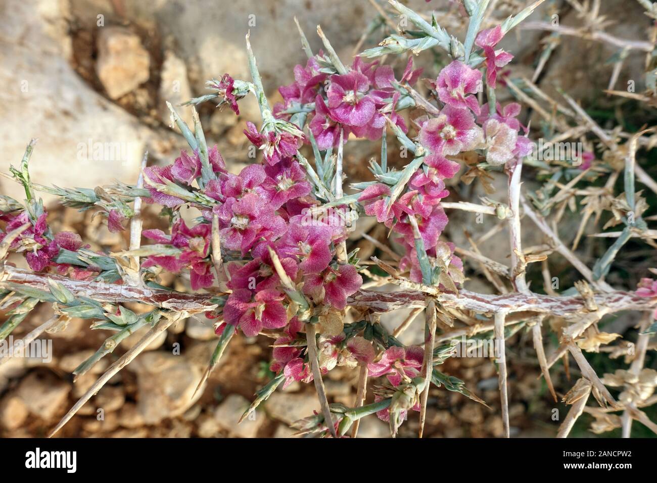 Ruthenisches Salzkraut oder Kali-Salzkraut (Salsola tragus ssp. trago) , Bafra, Türkische Republik Nordzypern Foto Stock