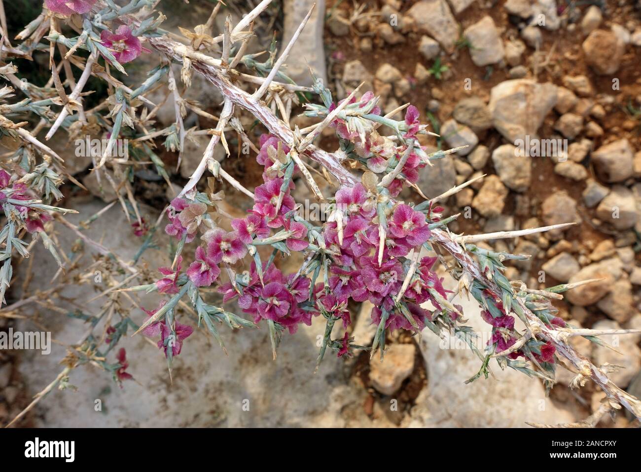 Ruthenisches Salzkraut oder Kali-Salzkraut (Salsola tragus ssp. trago) , Bafra, Türkische Republik Nordzypern Foto Stock