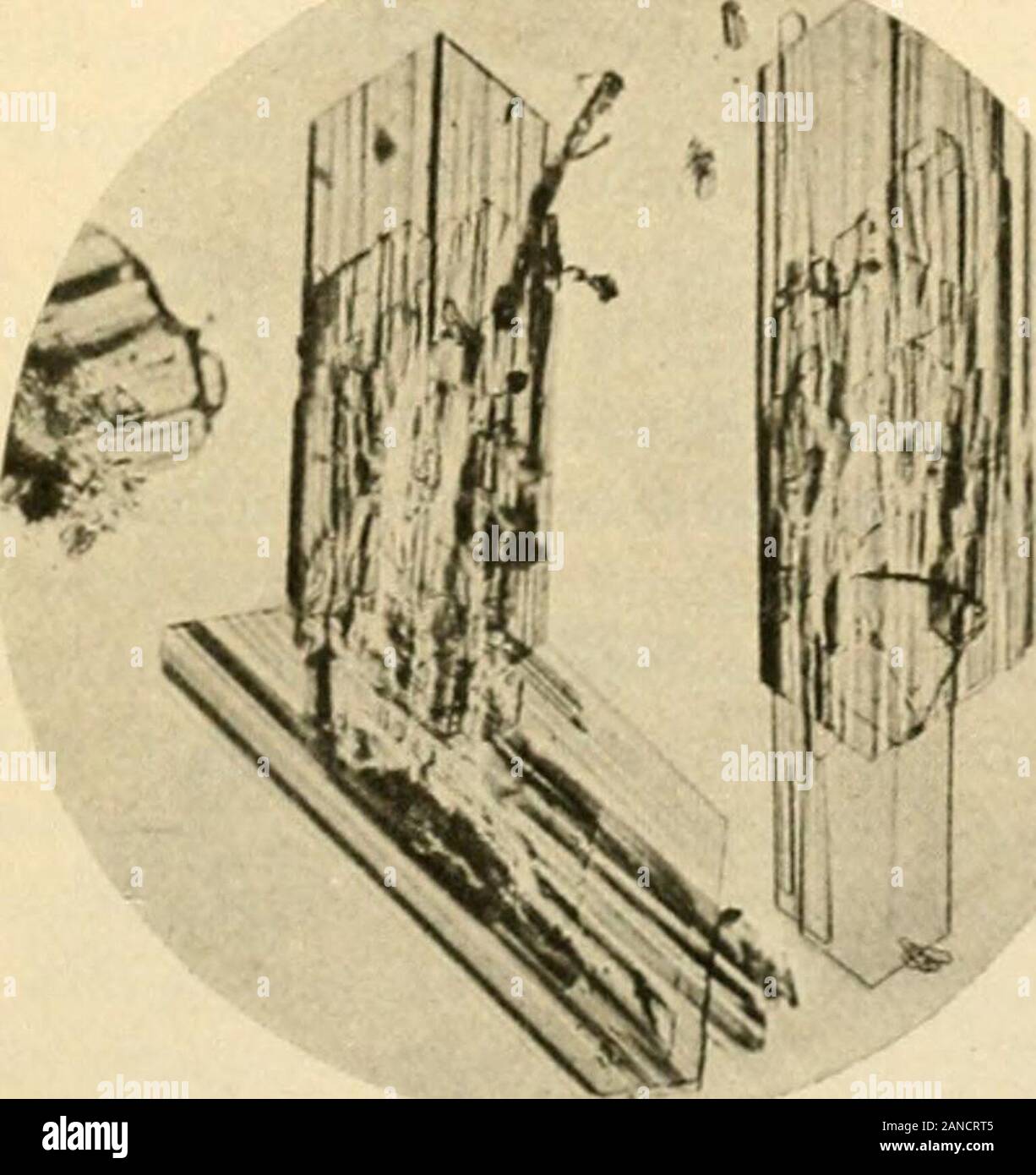 Pratico di chimica fisiologica; un libro progettato per l'uso nei corsi di pratica chimica fisiologica nelle scuole di medicina e di scienze . ed di Osborne e valutazione^ mediante idrolisi di gliadina, theprolamin di grano. Questa è la più grande quantità di qualsiasi singolo decompo-sizione ancora prodotto ottenuto da qualsiasi proteina tranne il protammine. ^ Osborne e valutazione: Jour. Biol. Chcm. 9, 425, 1911. Proteine 83 acido glutammico e acido aspartico arc il solo acidi dibasici whichhave finora ottenuti come prodotti di decomposizione delle proteine. Asthere è un chiaro rapporto tra la proporzione di questi Foto Stock