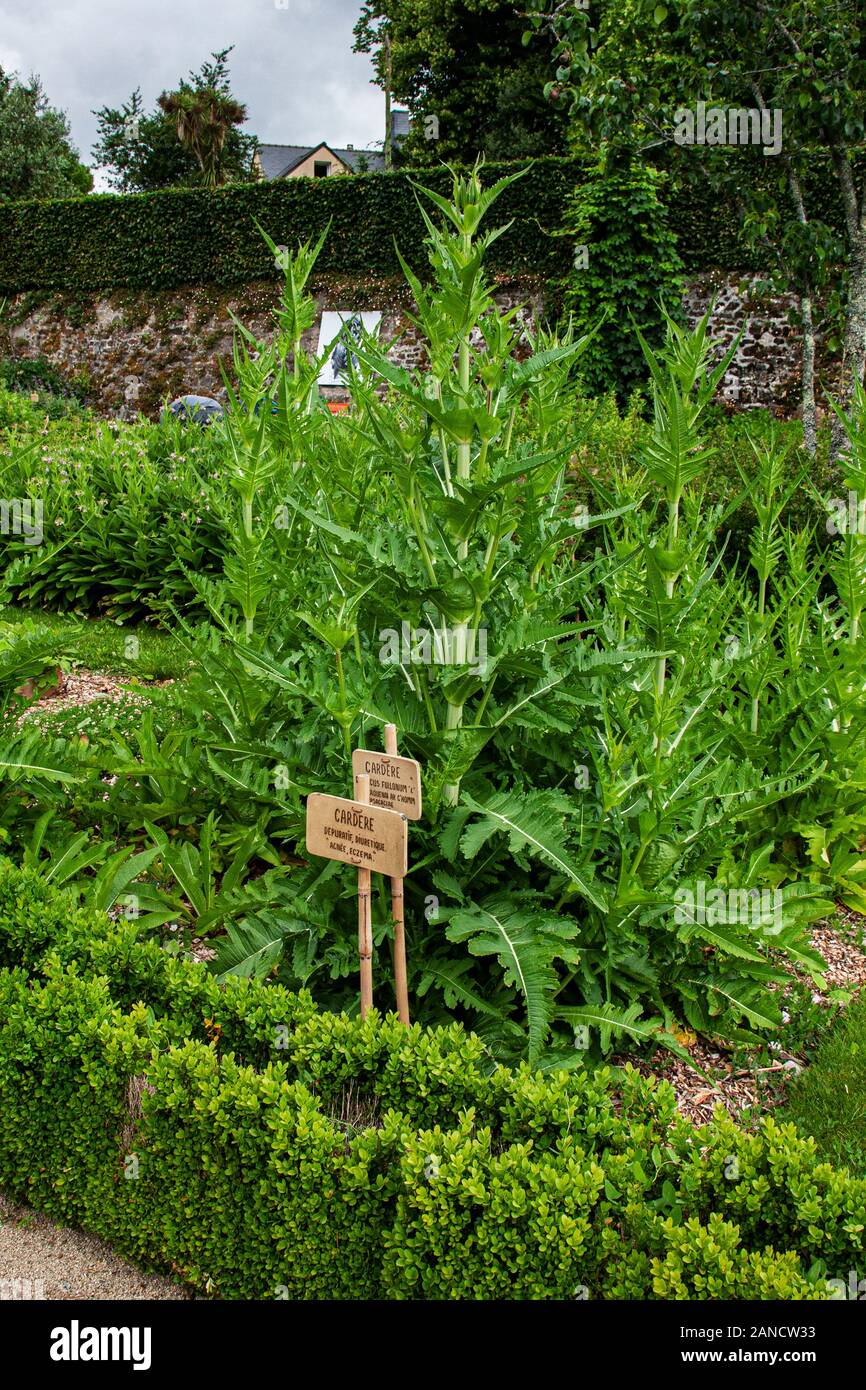 Francia, Bretagna, Daoulas, Abbaye de Daoulas, giardini, orti officinali, erbe, fiori, giardinaggio, rovine, Foto Stock