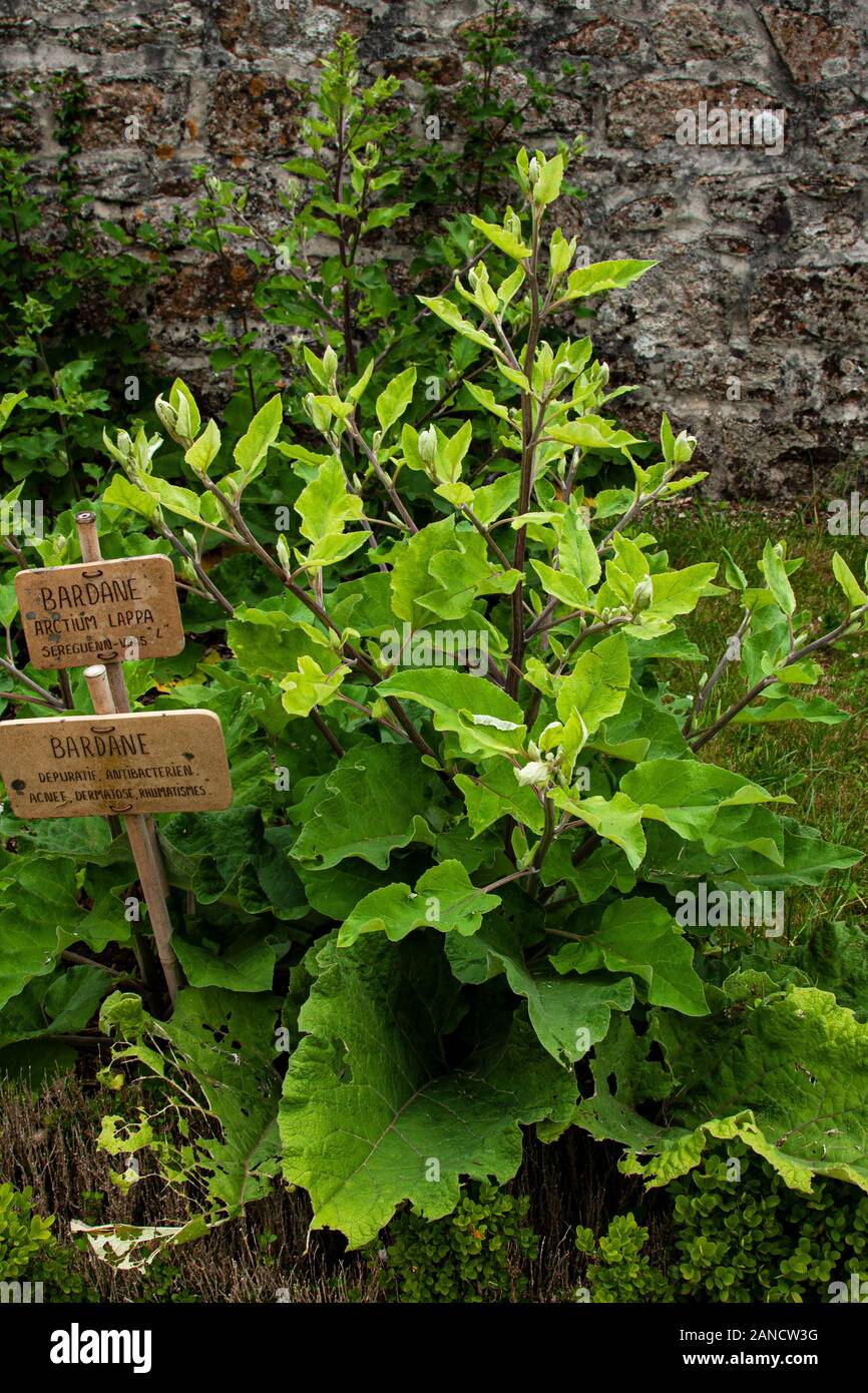 Francia, Bretagna, Daoulas, Abbaye de Daoulas, giardini, orti officinali, erbe, fiori, giardinaggio, rovine, Foto Stock