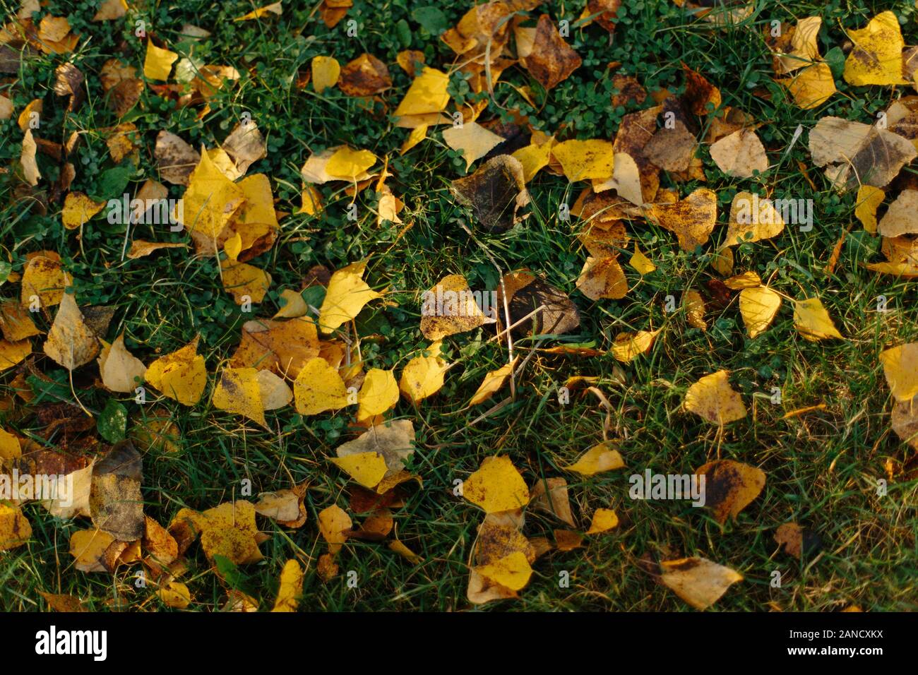 Foglie d'autunno colorate sull'erba verde con luce del sole mattutina Foto Stock