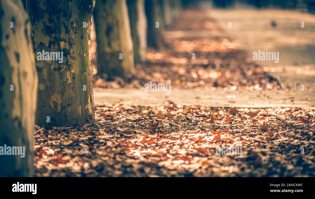 Foglie di autunno di colore arancione e marrone sul terreno vicino ad alcuni alberi Foto Stock