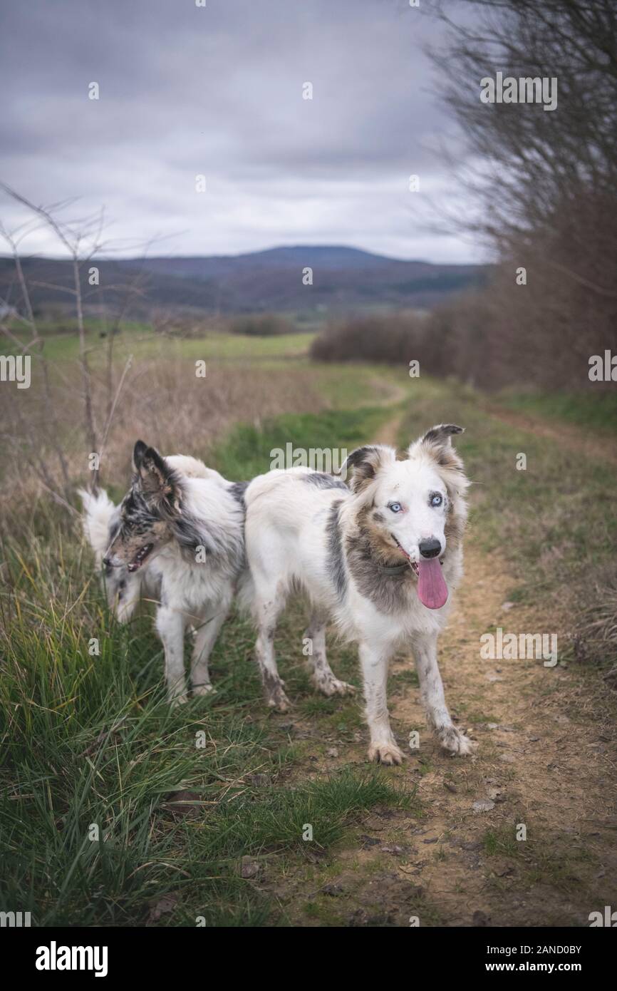 Due collari di confine si trovano su una dirtroad tra i campi Foto Stock