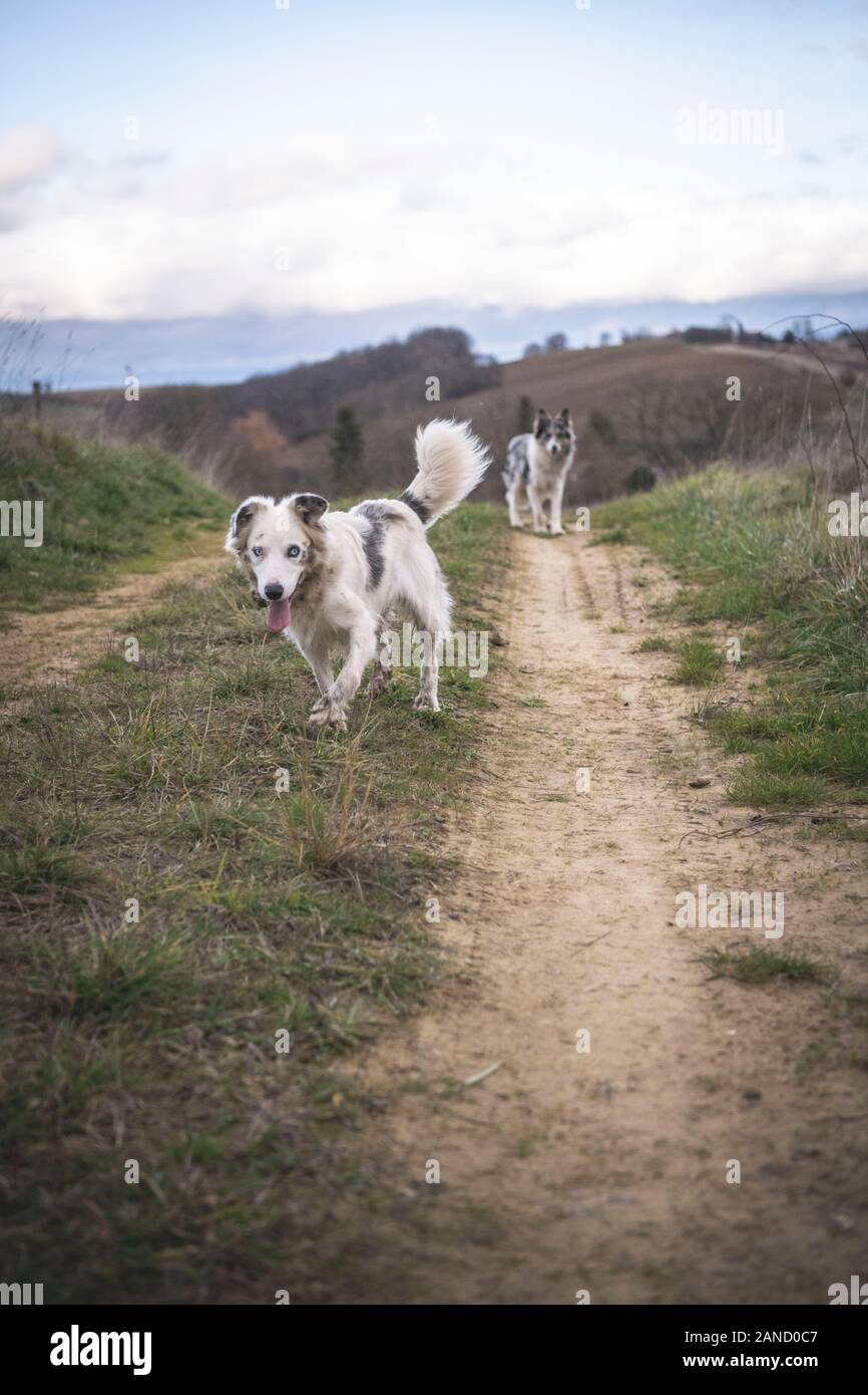 Due colli di confine corrono su una strada rurale tra i felci Foto Stock