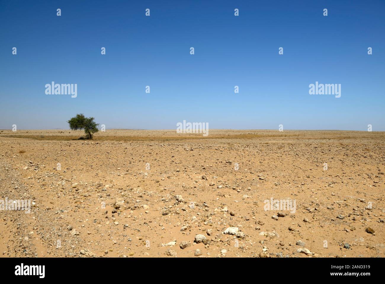 Lone,singolo,uno,tree,acacia,asciutto,arido,scrub,macchia,deserto,Namibia,RM Africa Foto Stock