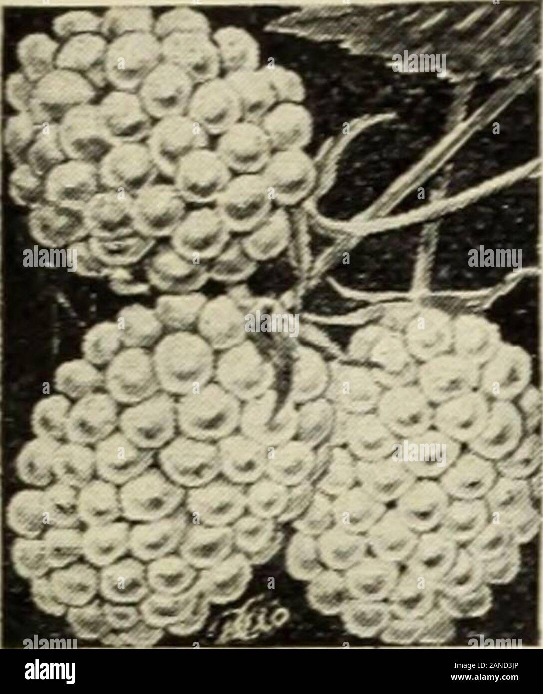 La nostra nuova guida alla cultura di rose : 1906 . Nuova guida al Rose cultura per il 1906. BLACKBEKRY ICEBERG Foto Stock