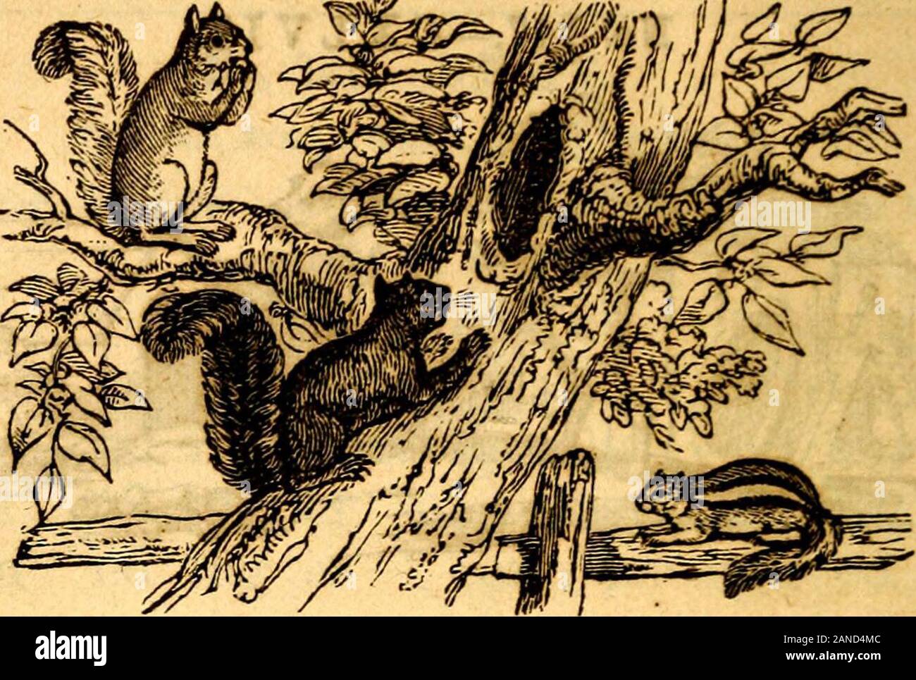 L'ortografia elementare prenota : essendo un miglioramento sull'ortografia americana prenota . Le feste di addio al celibato. Le feste di addio al celibato è il maschio del cervo rosso. Egli è un blando andharmless animale, portante un abito nobile di corna, che areshed e rinnovato ogni anno. La sua forma è leggero ed elegante, e corre con grande rapidità. La femmina è chiamato un hind;e il fulvo o giovane cervo, quando le sue corna vengono visualizzati, è calleda pricket brocket o. 140 LE ELEMENTARI. Lo scoiattolo. Lo scoiattolo è un bellissimo piccolo animale il grigio un&LT; Scoiattoli neri vivono nella foresta e fare un nido di foglie un&LT; bastoni su rami alti. Esso Foto Stock