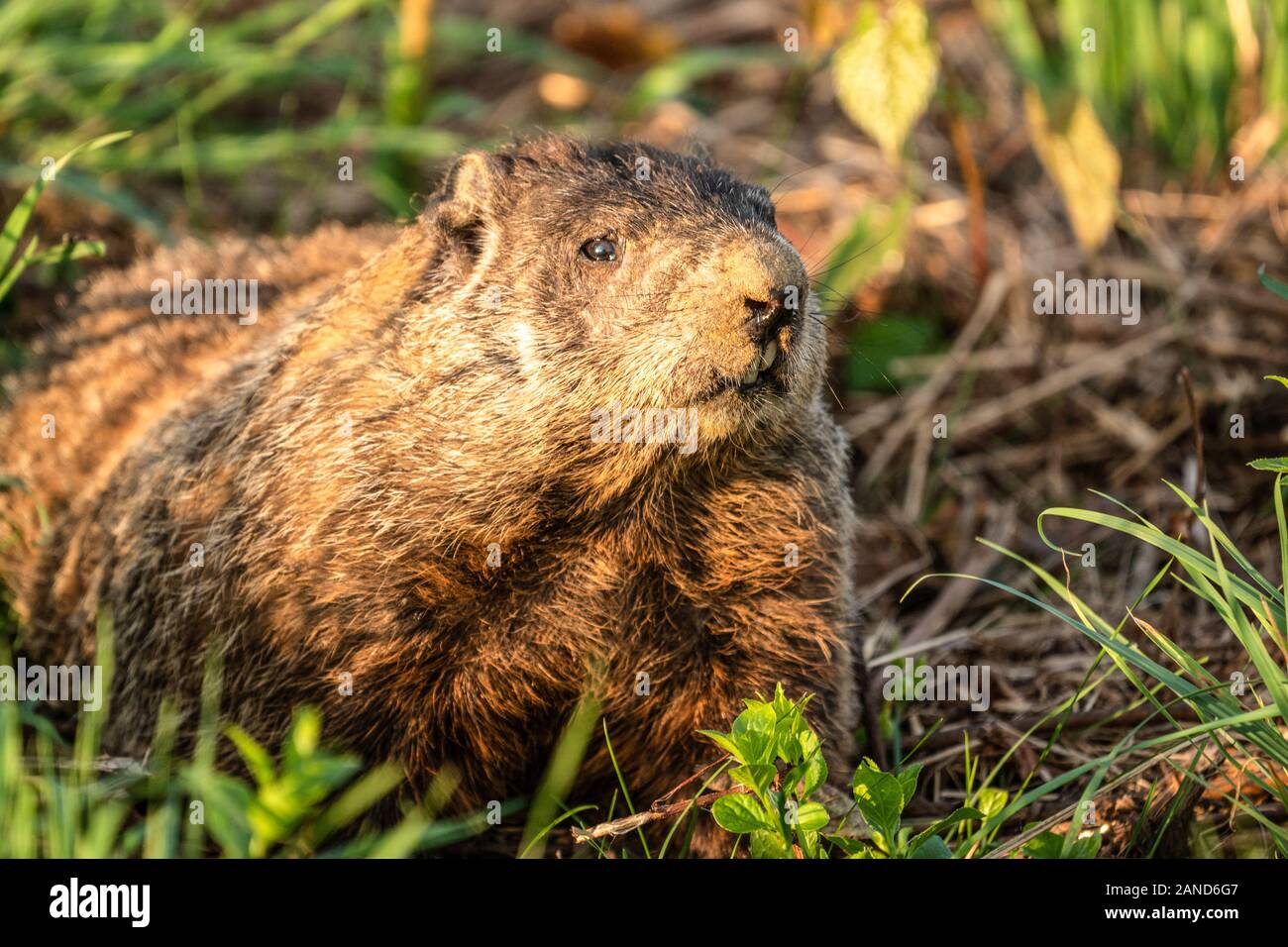 Vigile marmotta (Marmota Marmox) rimane ancora molto come egli orologi per pericolo. Foto Stock
