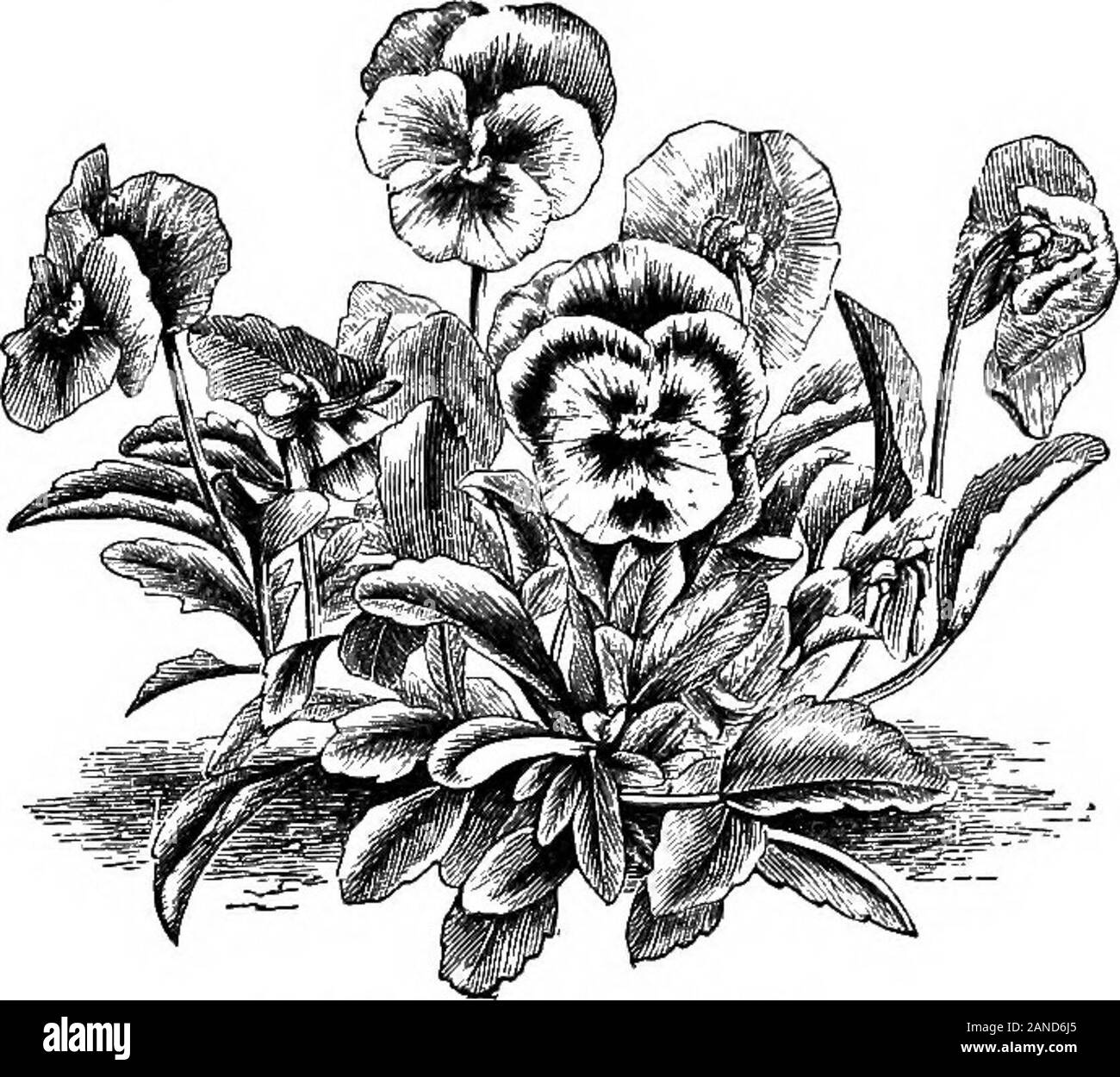 Un illustrato enciclopedico dictionaryBeing medico un dizionario dei termini tecnici utilizzati da scrittori sulla medicina e la garanzia delle scienze, in latino, inglese, francese e tedesco . VIOLA ODORATA. [A, 337.] Ha rediviva. [35.]-V. lutea. 1. Vedere Cheiranthus cheirt. ^ 3.Montagna- (vite-) viola; trovata in Svizzera, [a, 35.]-V. martia,V. martiana. Vedi V. odorata.-Y. matronalis. Vedere Hesperismatronalis.-V. mlrabilis. Di latifoglie viola d'Europa. È Theroot emetici e purgativa, [a, 35.]-V. mortuorum. Vedere Vincaminor.-v. odorata. Fr., violette odorante [Fr. Cod.] (ou demars), vio Foto Stock