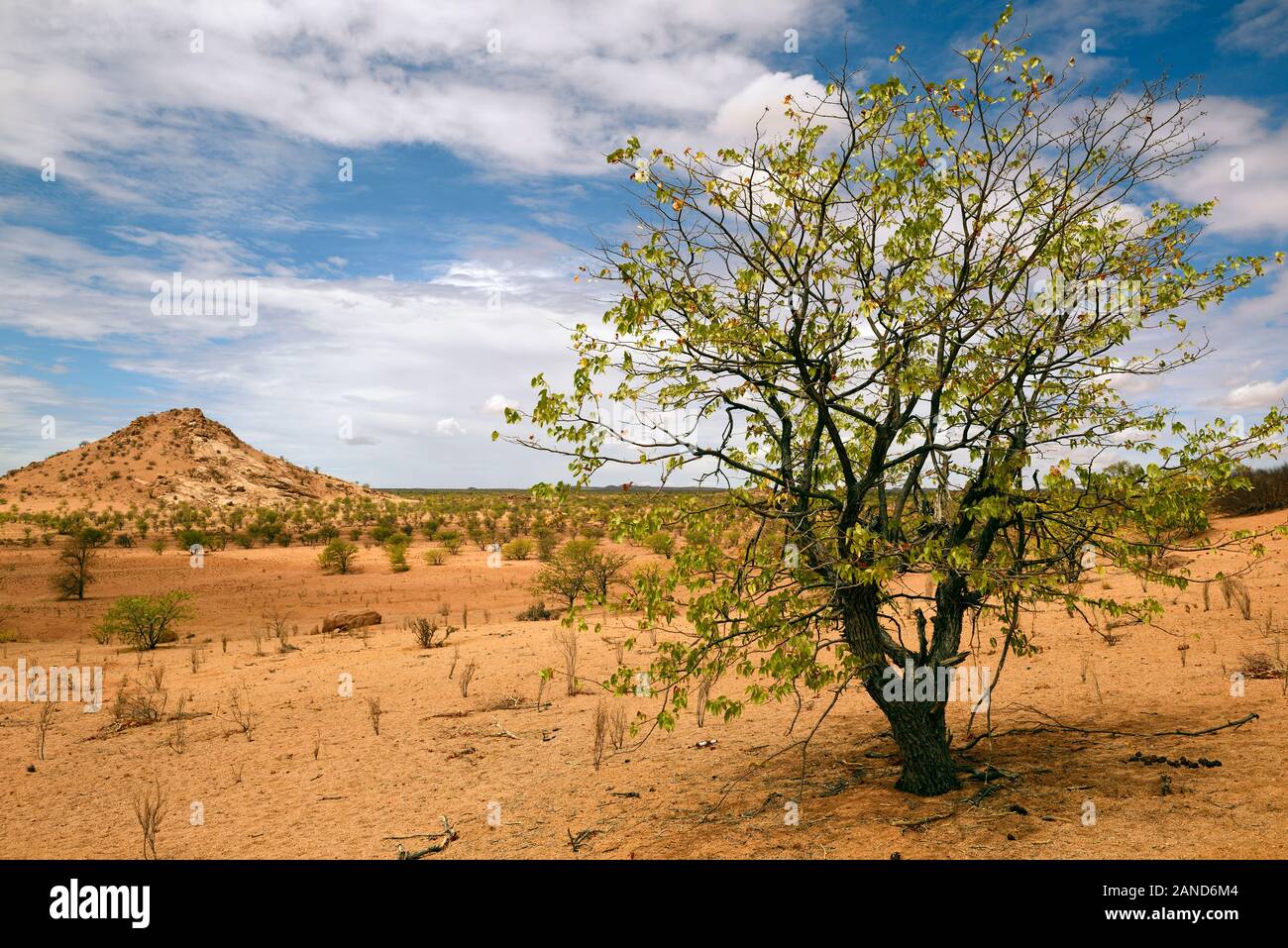 Arib scrub deserto,paesaggio secco,Ugab Valley,Damaraland,Namibia,RM Africa Foto Stock