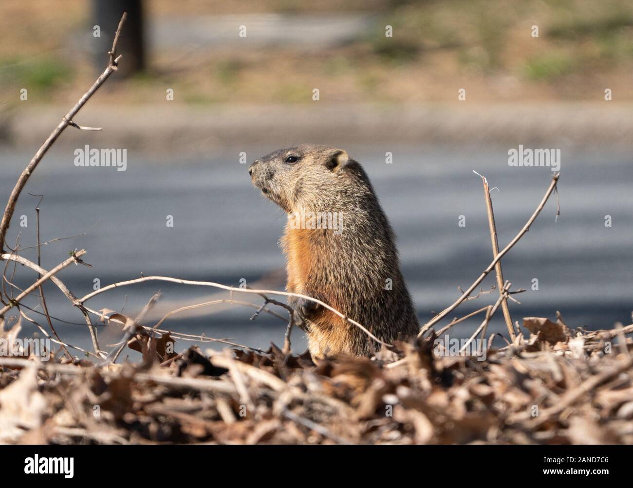 Vista laterale della marmotta (Marmota monax), Berks County, Pennsylvania. Foto Stock
