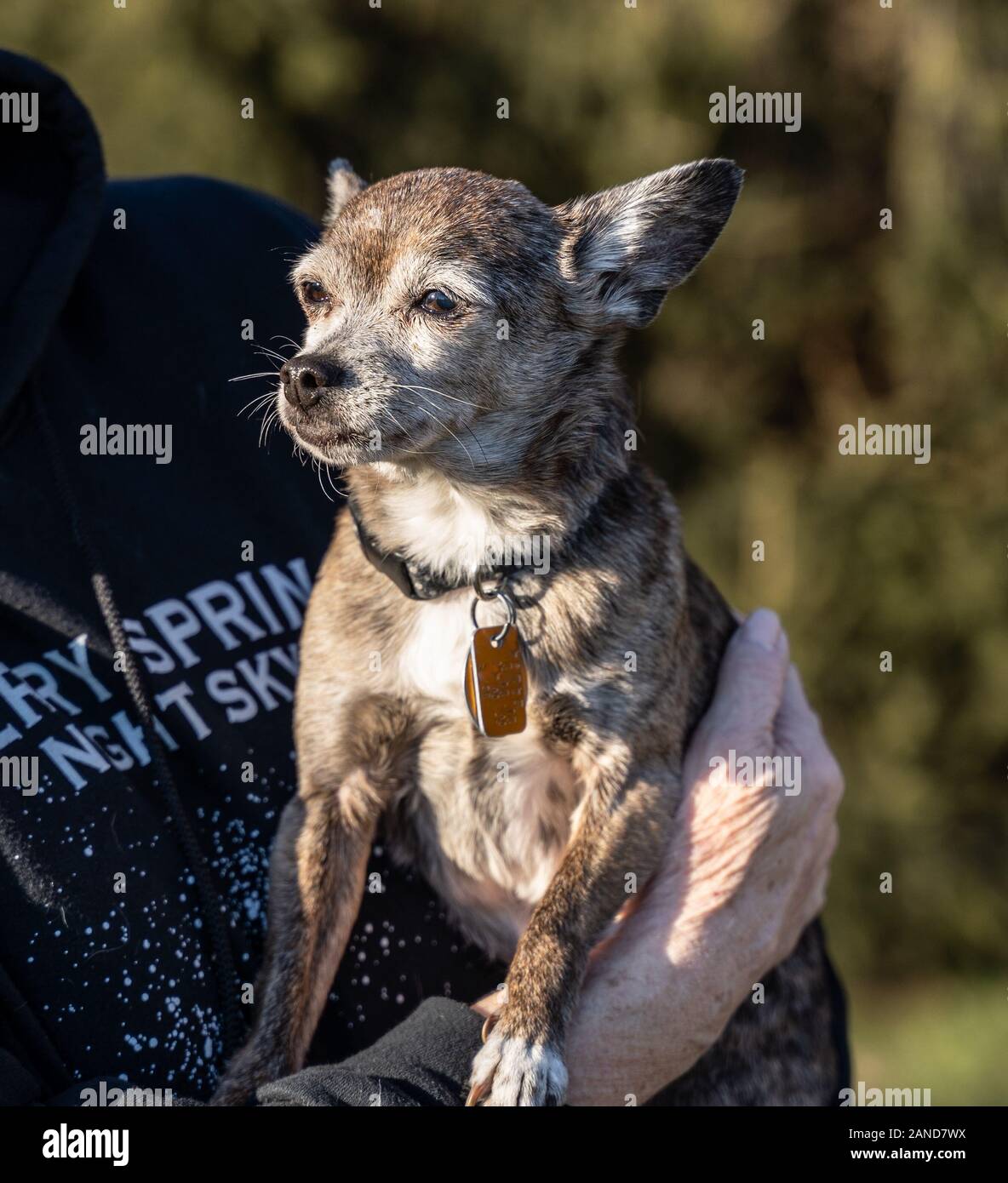 I vecchi Chihuahua cucciolo di cane essendo trattenuto dal proprietario. Foto Stock