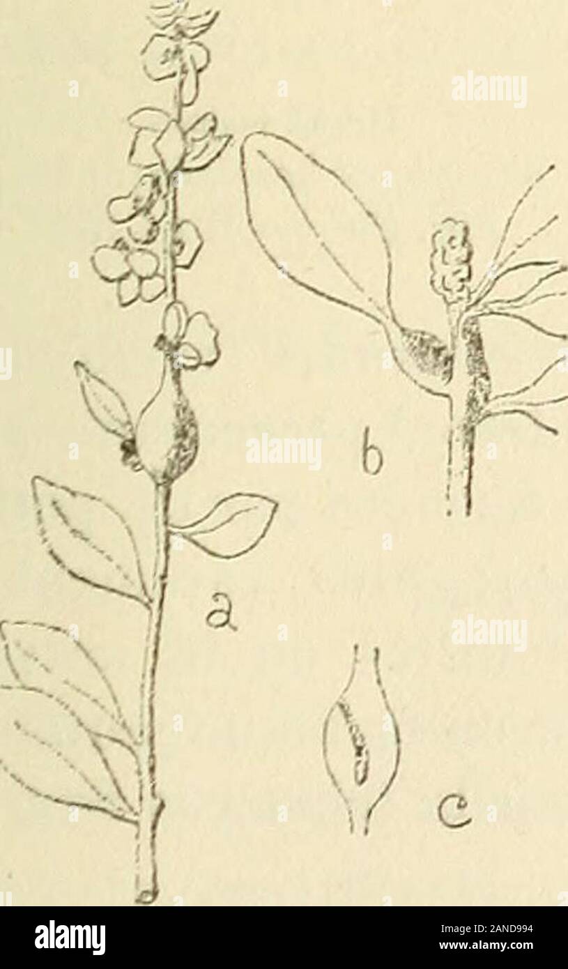 Les zoocécidies des plantes d'Afrique, d'Asie et d'Océanie : descrizione des galles, illustrazione, bibliographie détaillée, répartition géographique, indice bibliographique . Atriplex HalimusPsyllide (n° 825) ?Fig-. 420-428 [a-d). - Dap. nat. Pl.ra. - Renflement radiculaire, de 20 mm. de lungo- sur 12 mm.de diamètre à superficie bosselée; au sommet de chacune borchie despetites débouche une étroite galerie tortueuse dontlouverture est fermée par une tritare la membrana. [Stefaniella] ïroUer,i9i4,p Q-io,n°I6; I9I5,p.87.. Foto Stock