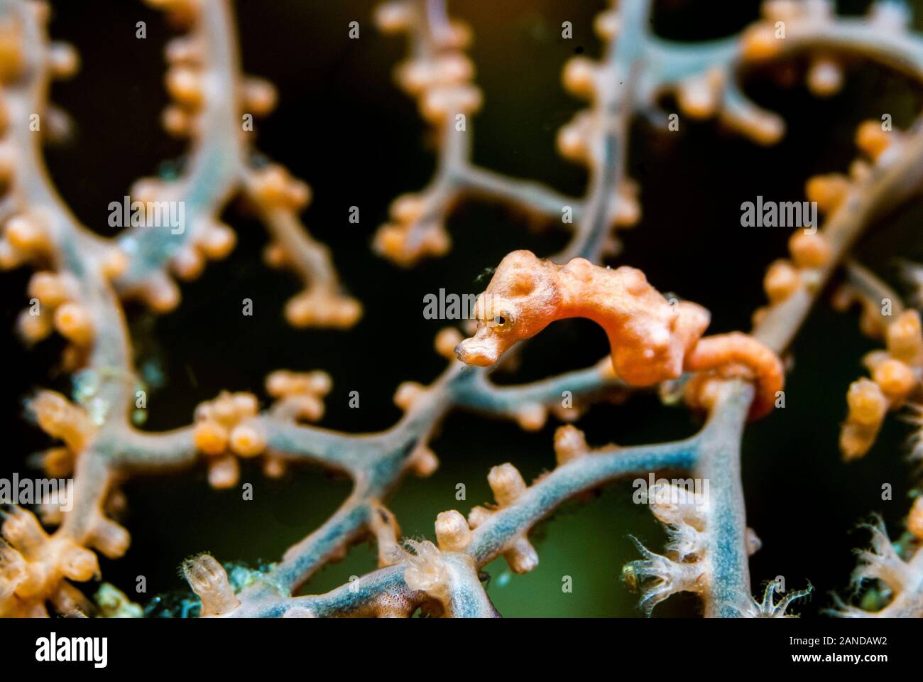 Di Denise cavalluccio marino pigmeo, Hippocampus denise, Moalboal, Cebu, Filippine, Oceano Pacifico Foto Stock