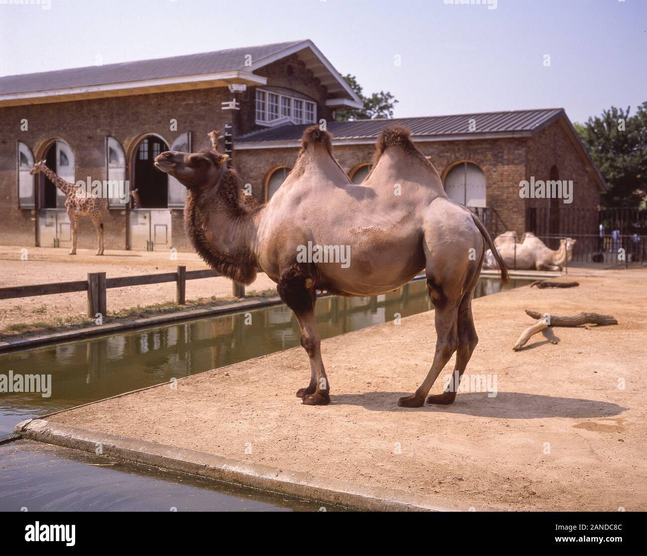 Bactraian Camel a ZSL Londra (Regent's Park) Zoo, Regent's Park, City of Westminster, Greater London, England, Regno Unito Foto Stock