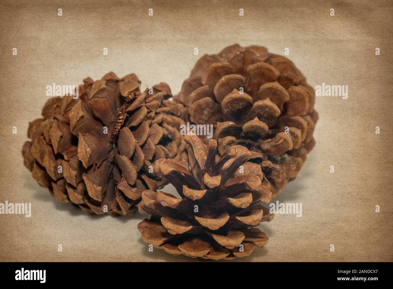 Pinecones su uno sfondo testurizzato Foto Stock