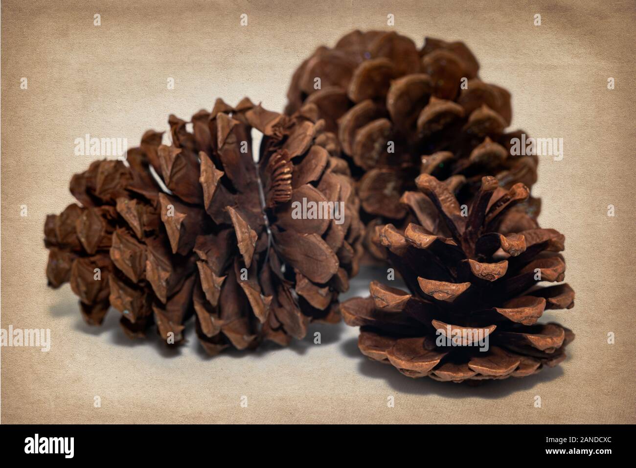 Pinecones su uno sfondo testurizzato Foto Stock