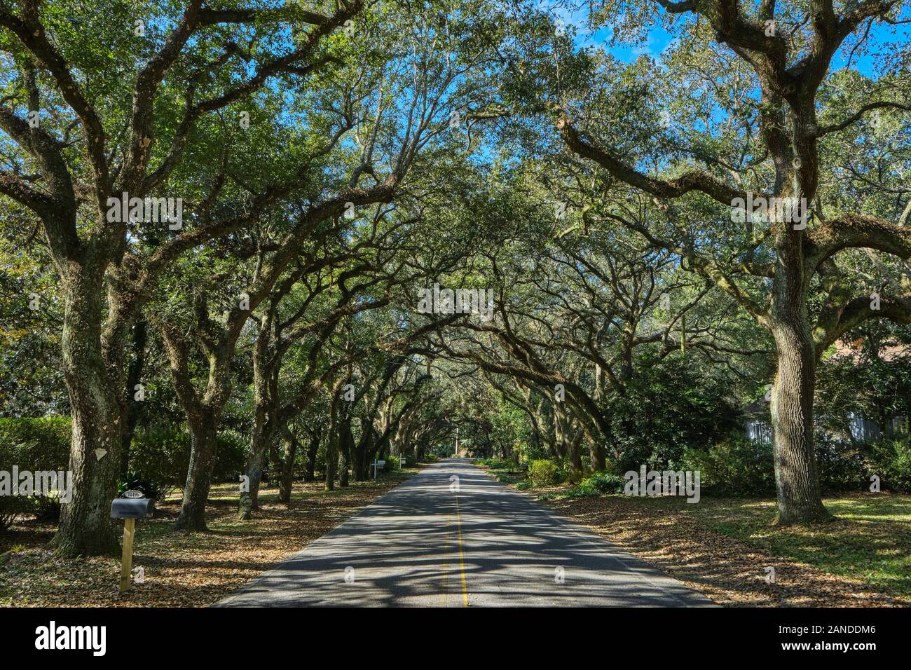 Piccolo paese corsia o strada fiancheggiata con live torreggianti alberi di quercia in rurale molle Magnolia Alabama, Stati Uniti d'America. Foto Stock