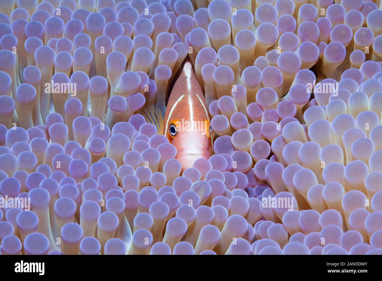 Rosa, Anemonefish Amphiprion perideraion, nel suo host, magnifico mare anemone, Heteractis magnifica, Gau, Lomaiviti, Figi, Oceano Pacifico del Sud Foto Stock