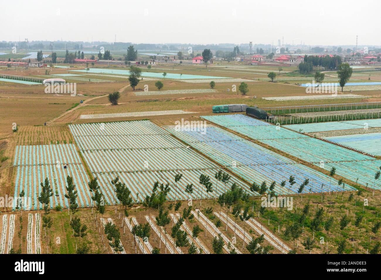 Livello di massa plastica utilizzata per incrementare la produttività precoce delle colture in provincia di Shandong, Cina orientale. Foto Stock