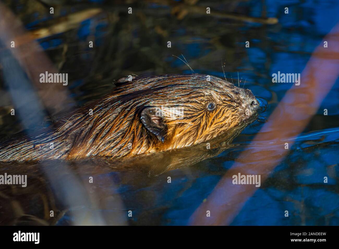 North American Beaver (Castor canadensis) che galleggia tranquillamente in inverno Creek al mattino, Castle Rock Colorado USA. Foto scattata a gennaio. Foto Stock