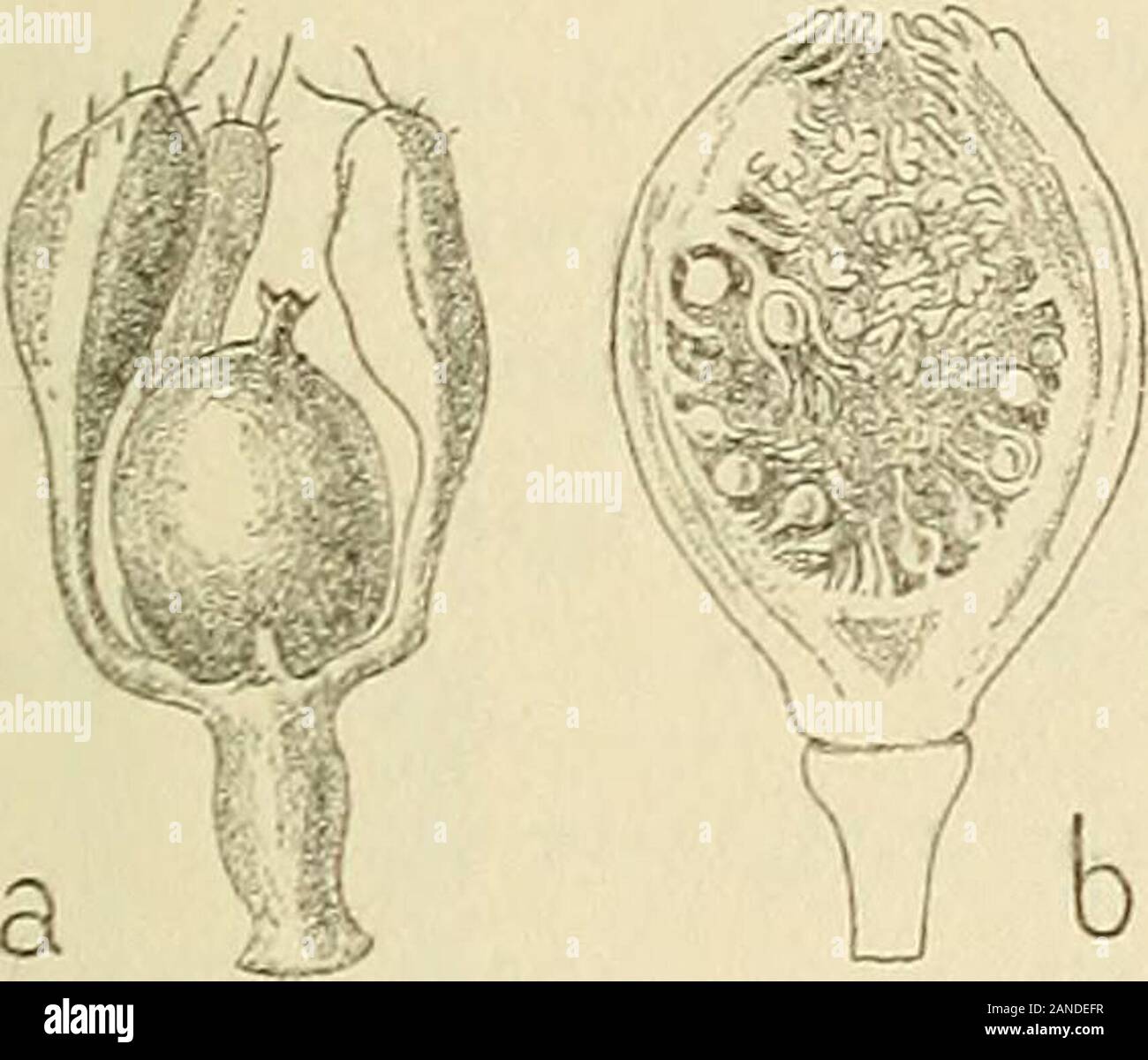 Les zoocécidies des plantes d'Afrique, d'Asie et d'Océanie : descrizione des galles, illustrazione, bibliographie détaillée, répartition géographique, indice bibliographique . larvaires nombreuses et allongées (fig. 35o). Cécidomyide J. et W. Docters van Leeuvcn-Reijnvaan,i9i4,P-23, N4O5,fig.)87,©. 645 pl.fe. - Gécidie épiphylle, charnue, ovalaire, atteignant au moins4 mm. de long sur 2 mm. de haut, à superficie lisse et jaune,parfois teintée de rouge; ostiole hypophylle au sommet dunléger soulèvement conique, jaunâtre. Avec lâge^ la galle 179 MO RACEES brunit et se scinde en plusieurs parti. Le Foto Stock