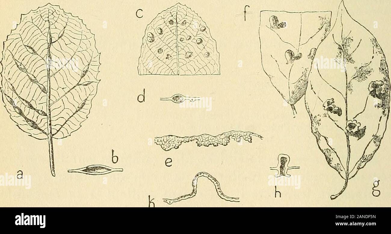 Les zoocécidies des plantes d'Afrique, d'Asie et d'Océanie : descrizione des galles, illustrazione, bibliographie détaillée, répartition géographique, indice bibliographique . la face supé-rieure (fig. 334). Cavité larvaire ellipsoïdale, assez grande(fig. 335). Insecte 617 ADELLA,SOM. 618 Houard,i9i3f,p.78,n"2,fig.4-G, e. Adella. - Pustule irrégulièrement circulaire, de o,25-o,5o mm. dediamètre, de teinte brunâtre jaunâtre ou, faisant fortementsaillie à la face inférieure où elle est constituée par parentesi onu- MORACEES 174 chimo à grandes lacunes (fig. 336). Les pustole sont souventconfluentes; elles ab Foto Stock