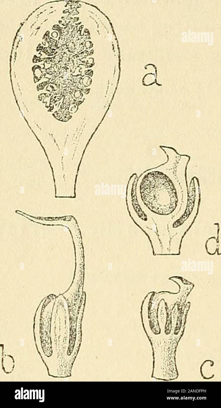 Les zoocécidies des plantes d'Afrique, d'Asie et d'Océanie : descrizione des galles, illustrazione, bibliographie détaillée, répartition géographique, indice bibliographique . clerc,i858, p.33o-33/i ; 18J9, pag.285 ; Mayer.1882, p.568, n°4,p.569, n"ii ; Mayr,i885, AF-N,p.153,n4,p-177-179.11° 12,p.222-223,n°i; Solms-Laubach, mi885,p.562-563,pi.V, 11,1 s, ®; come, Eckslein,i89i,p.70-73 ; Millot,MI89ijp.3i5 ; Hanoteau et Letourneux,i893,p.5O4-5O6 ; 00. Massart,i898,p.209 ; Darboux et Houard,i90i, p.i53, nii88 ; Trabut,i90i,p.ii5-I38,fiç. 1-19, © ; Trabul et vinacce, 1906, p.281,fig. 1,2, © ; Houard,i9O8,pag.3 Foto Stock