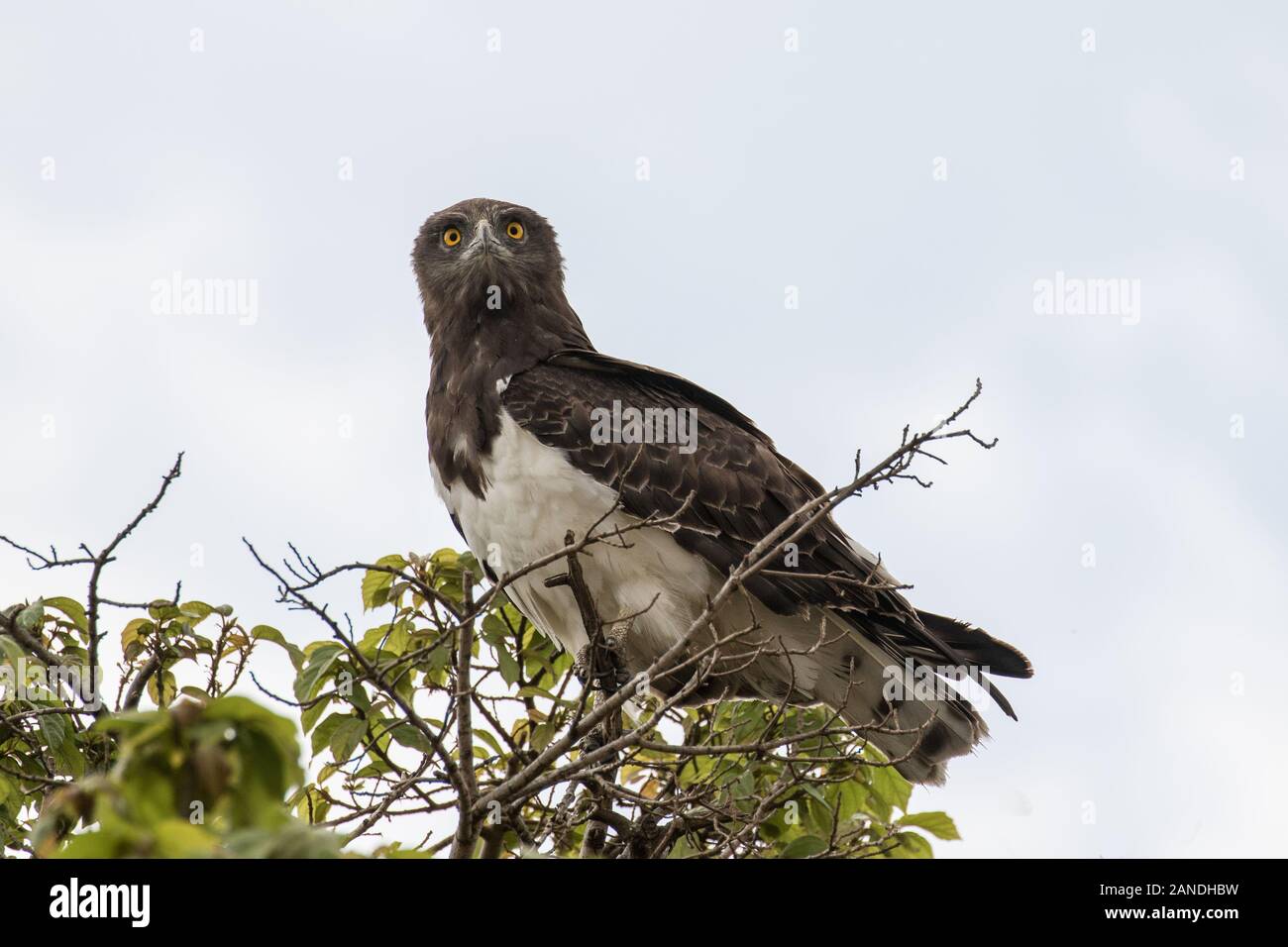 Nero-chested Snake Eagle Foto Stock