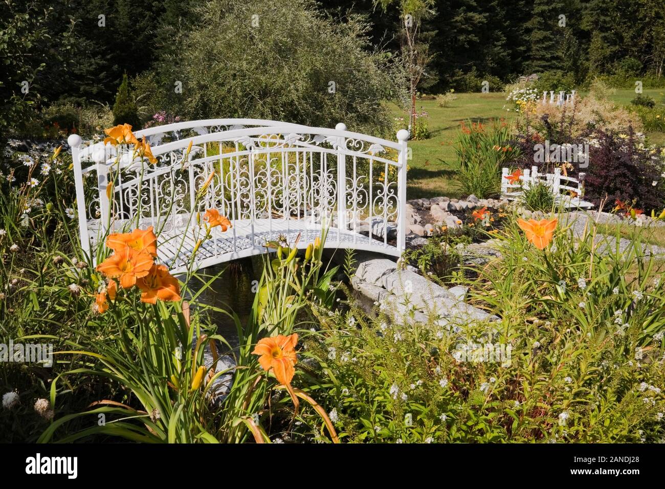 Confine con orange Hemerocallis - Daylily fiori bianchi e ferro battuto passerella metallica su stagno nel paese del cortile giardino d'estate. Foto Stock