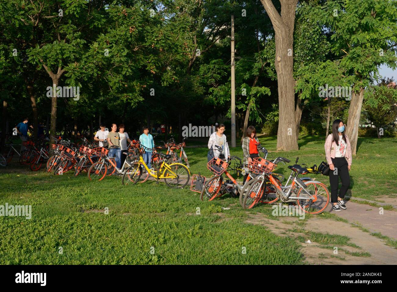 Ufficio di testa dei lavoratori dopo una fila di dockless noleggiare biciclette per le fermate degli autobus dopo una giornata di lavoro nei pressi di Parco Chaoyang nella parte orientale di Beijing in Cina Foto Stock