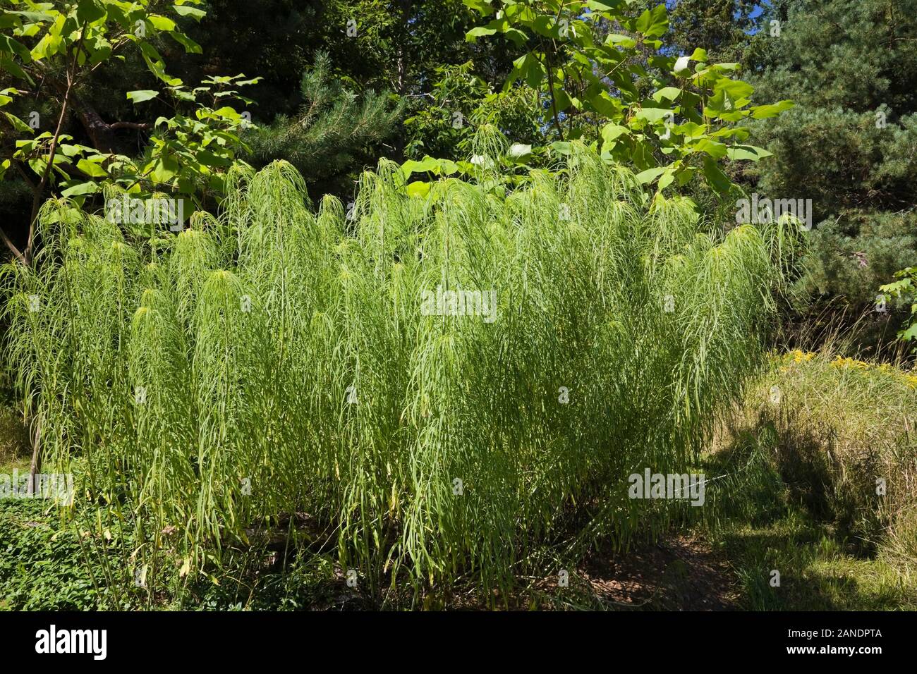 Cyperus papyrus - corsa di carta egiziana nel giardino di cortile in estate, Jardin du Grand Portage giardino, Saint-Didace, Lanaudiere, Quebec, Canada Foto Stock