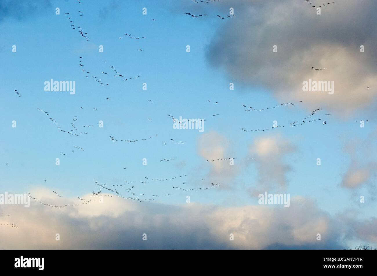 Cielo e nubi con High flying oche delle nevi matasse di volo Foto Stock