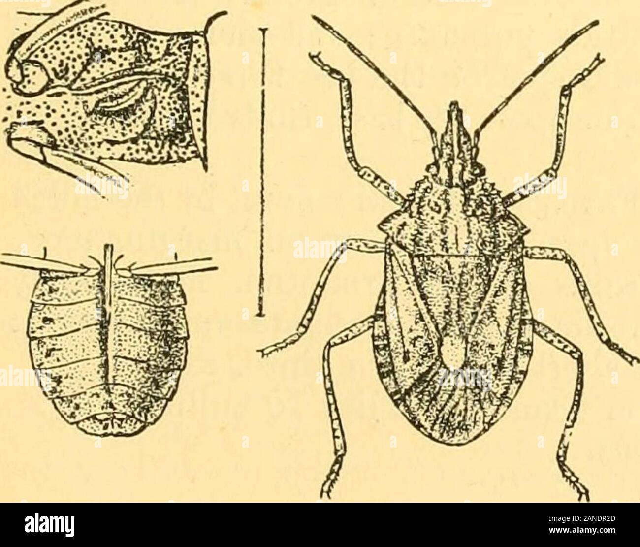 Rhynchota .. . Tlnmb. Nov. Ins. Spec, II, p. 43 (1783).Halys sevrigera & serricoUis, Westiv. nella speranza Cat. Hem. I, pag. 23 (1837). Scialbo ochraceous, grossolanamente e oscuramente punctate : testa con themargins del lobo centrale, pronotum con oscuro delle fasce oblique, scutellum con shortbasal e oscure centraldiscal fasciali e due mar-spot ginal prima di Apex,e corium con someobscure patch discale,nero ; apice del scutellumpale, la sua marginspieeous apicale ; connexivumalternately ochraceousand pieeous; membranegrayish-marrone, il veinsdarker: corpo gambe beneathand ochraceous;headbeneath e sternumcoars Foto Stock