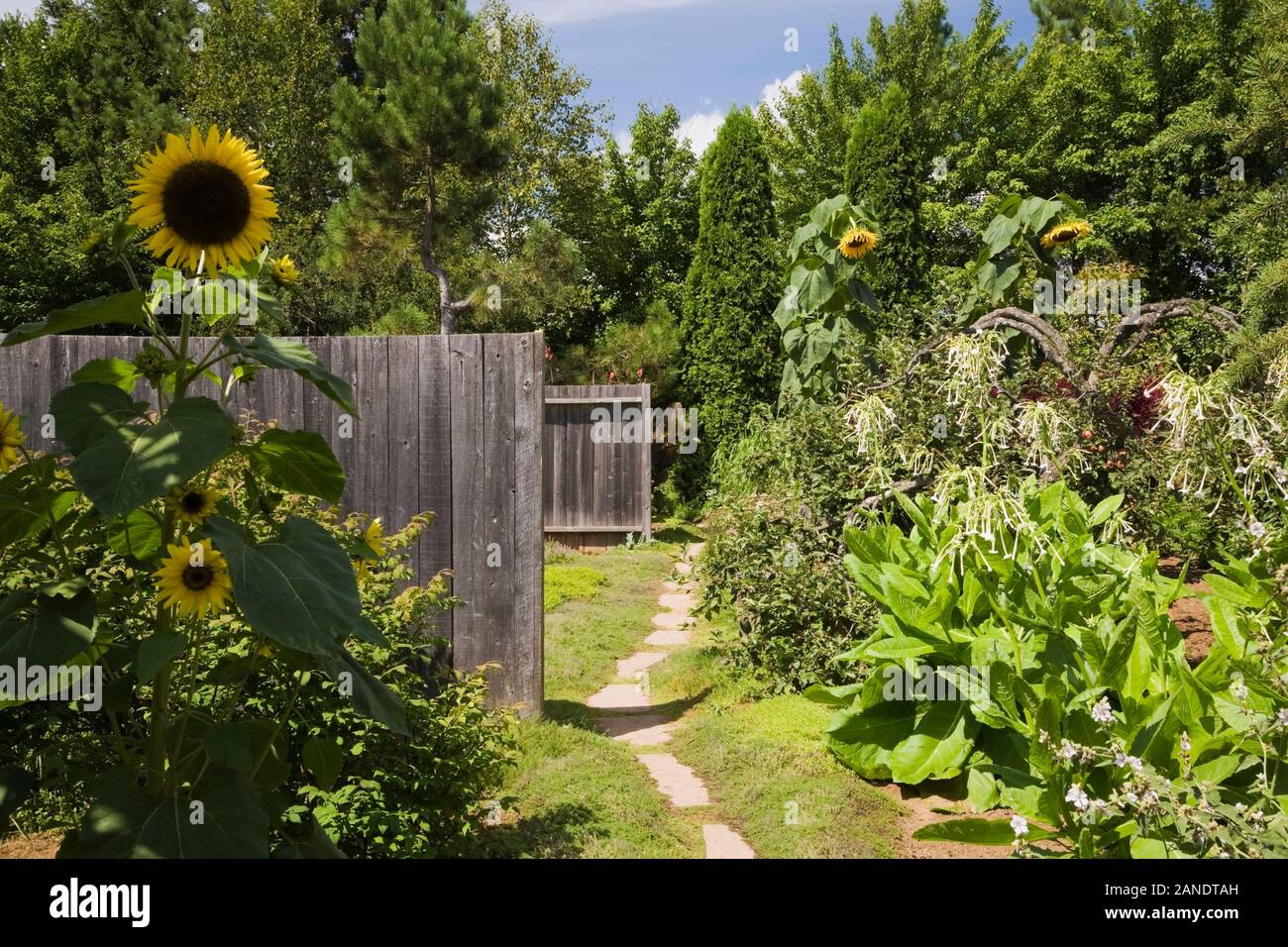 Marrone percorso in lastricato e di recinti di legno delimitato da Helianthus annuus - Girasole in giardino nel cortile in estate. Foto Stock