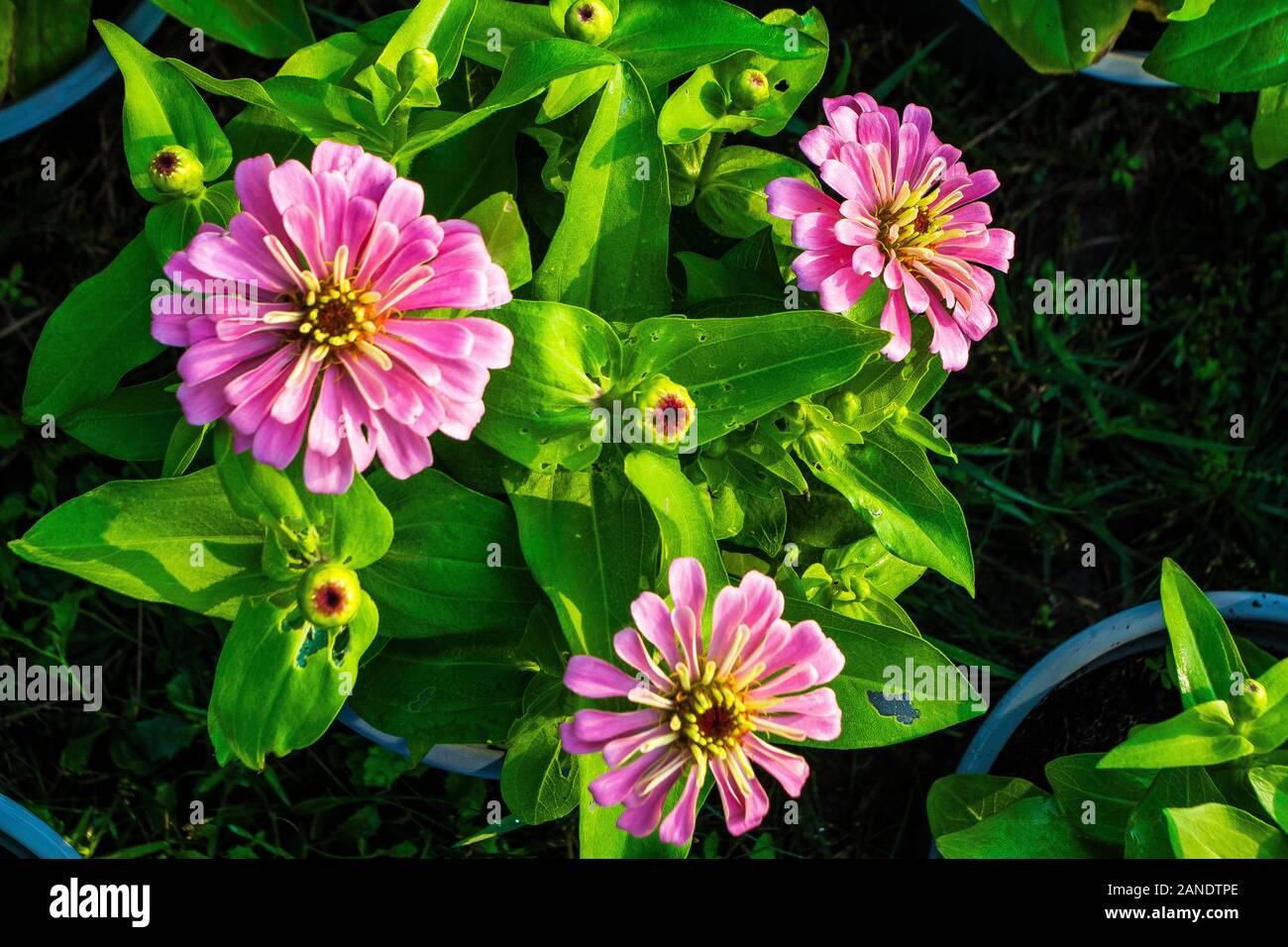 I fiori fioriscono magnificamente nel bellissimo giardino, molla porta fiori che sono affascinanti e sognante, tutti coloro che giungono al giardino dei fiori a pagamento Foto Stock