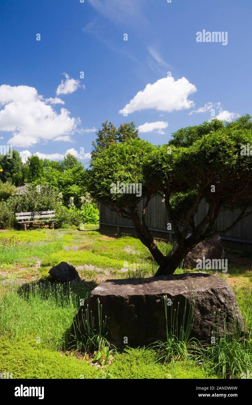 Ritagliato Thuja occidentalis - Bianco albero di cedro, vegetazione lussureggiante e rocce ricoperte con il lichen crescita nel giardino Zen in estate. Foto Stock