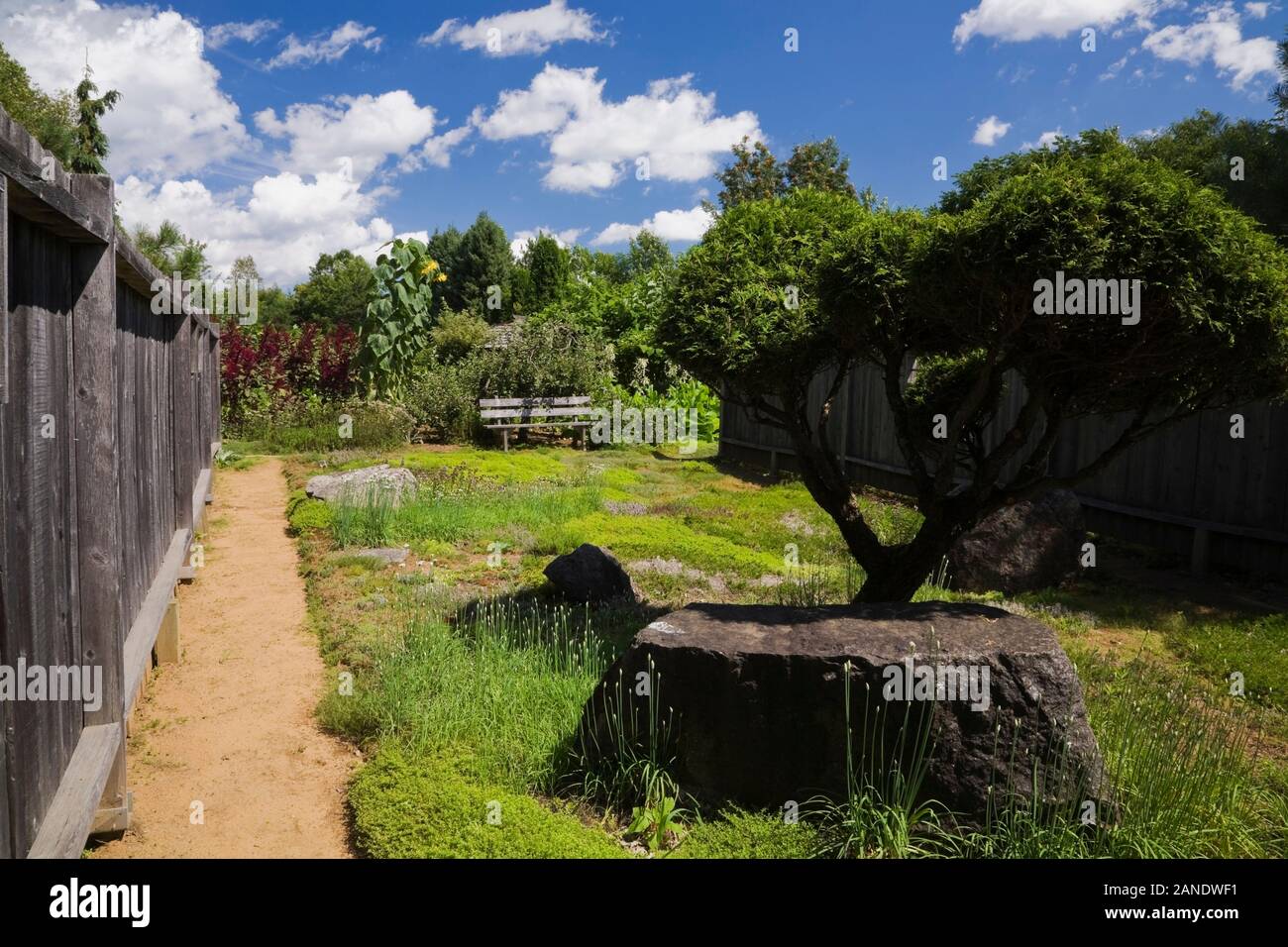 Ritagliato Thuja occidentalis - Bianco albero di cedro, vegetazione lussureggiante e rocce ricoperte con il lichen crescita nel giardino Zen in estate. Foto Stock