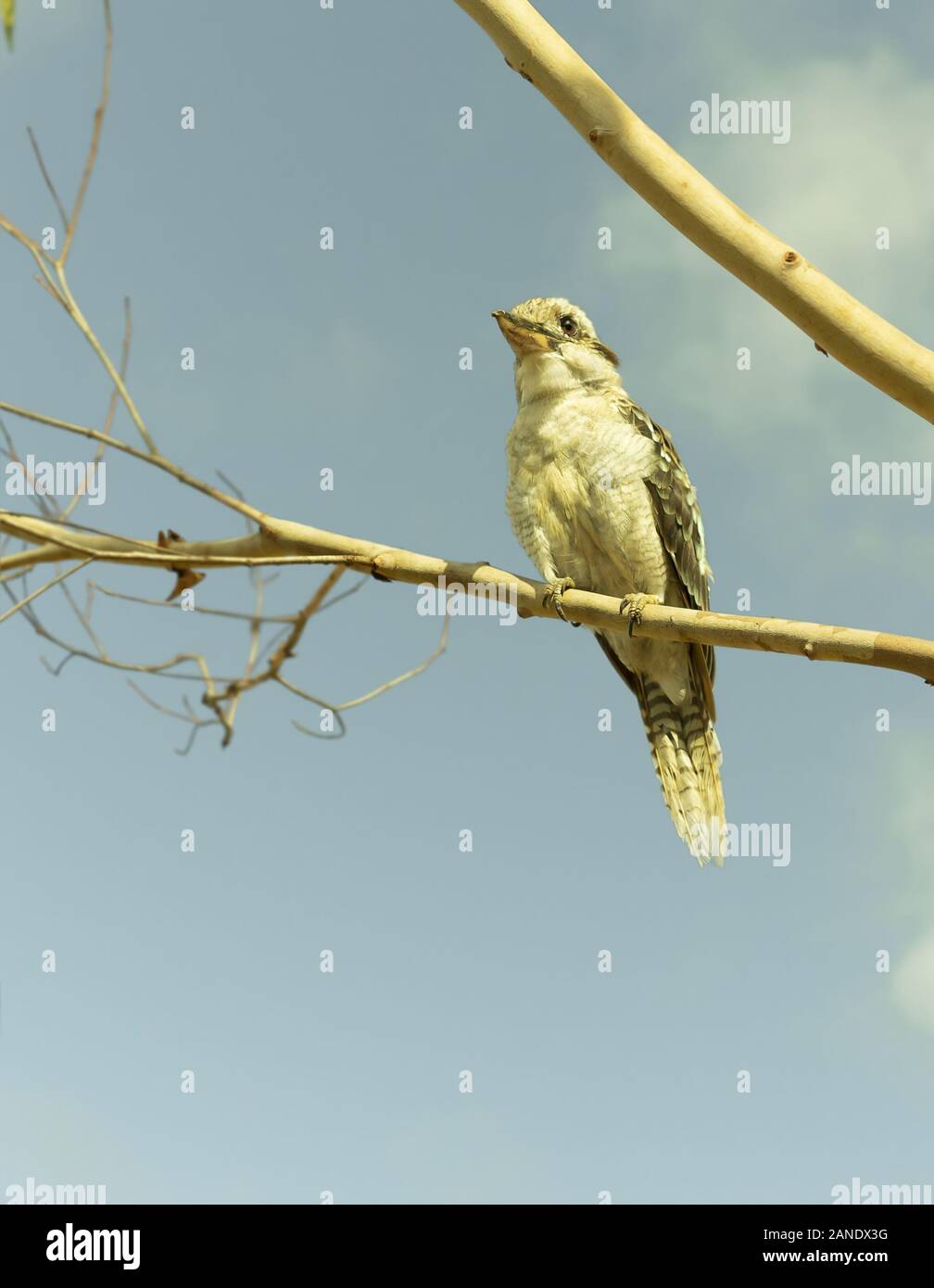 Un australiano kookaburra seduta tranquillamente su una gomma ramo di albero Foto Stock