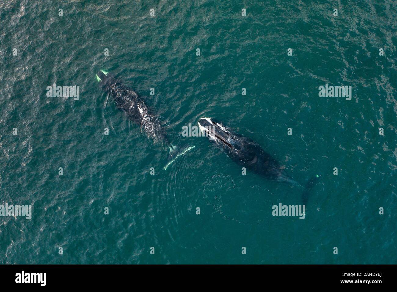 Vista aerea di due balene bowhead, Balaena mysticetus, Mare di Ohotsk, Russia, Oceano Pacifico Foto Stock