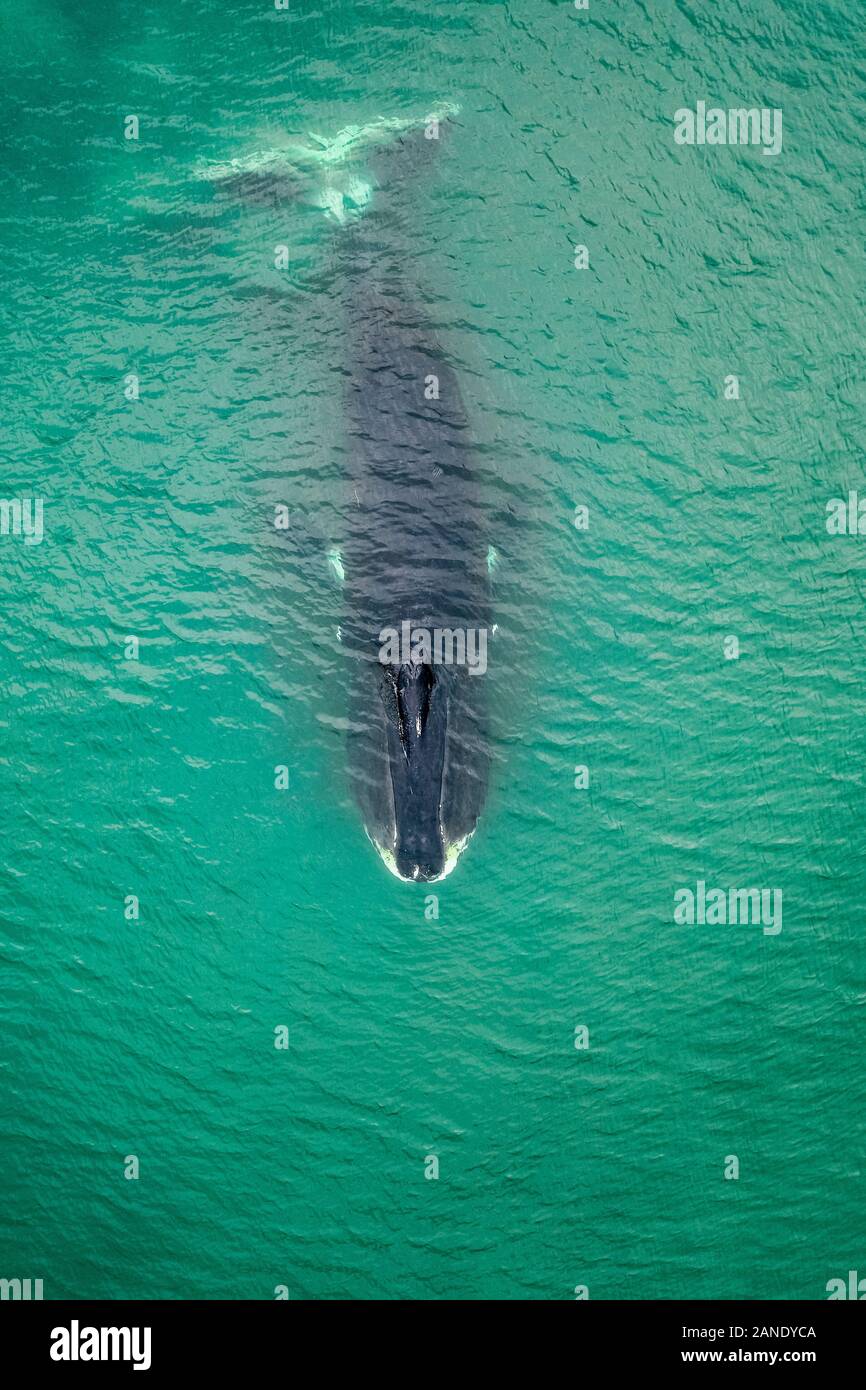 Vista aerea di una balena bowhead, Balaena mysticetus, Mare di Ohotsk, Russia, Oceano Pacifico Foto Stock