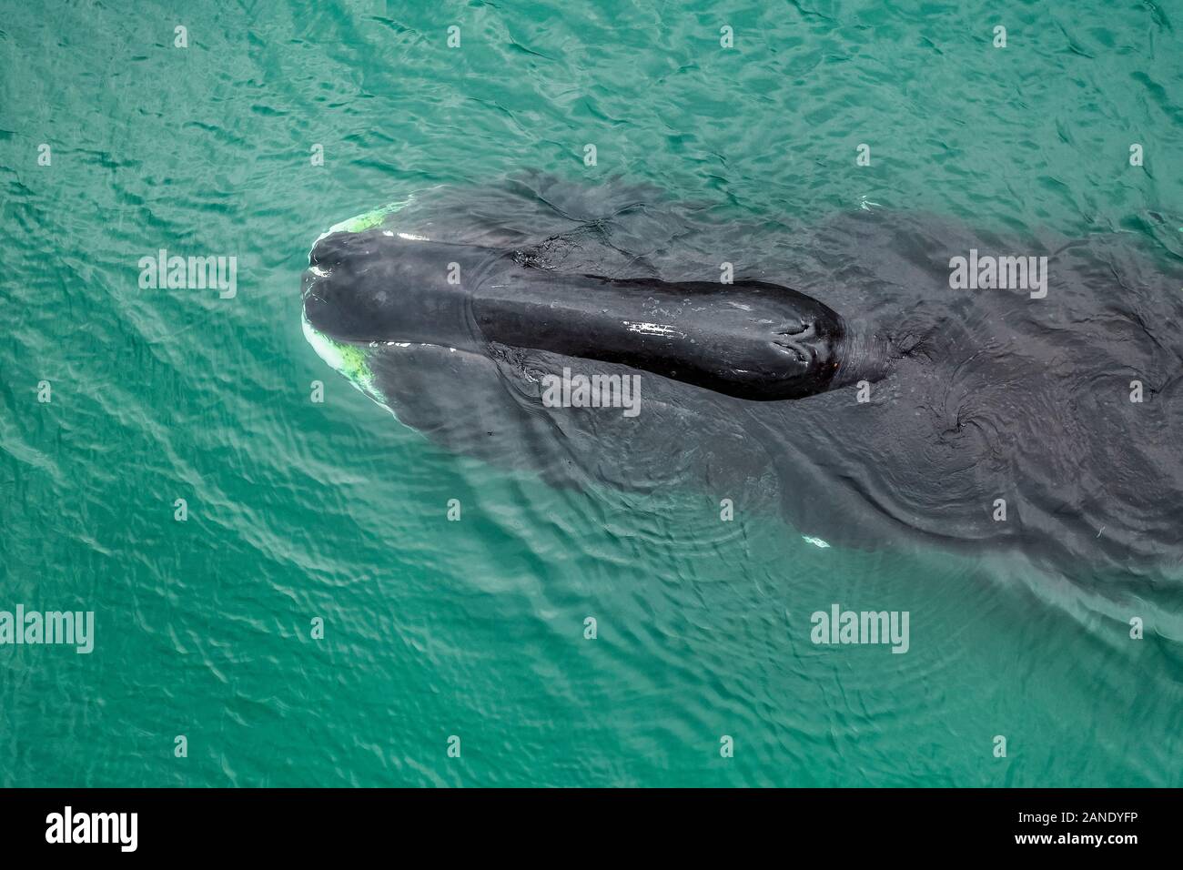 Vista aerea di una balena bowhead, Balaena mysticetus, Mare di Ohotsk, Russia, Oceano Pacifico Foto Stock