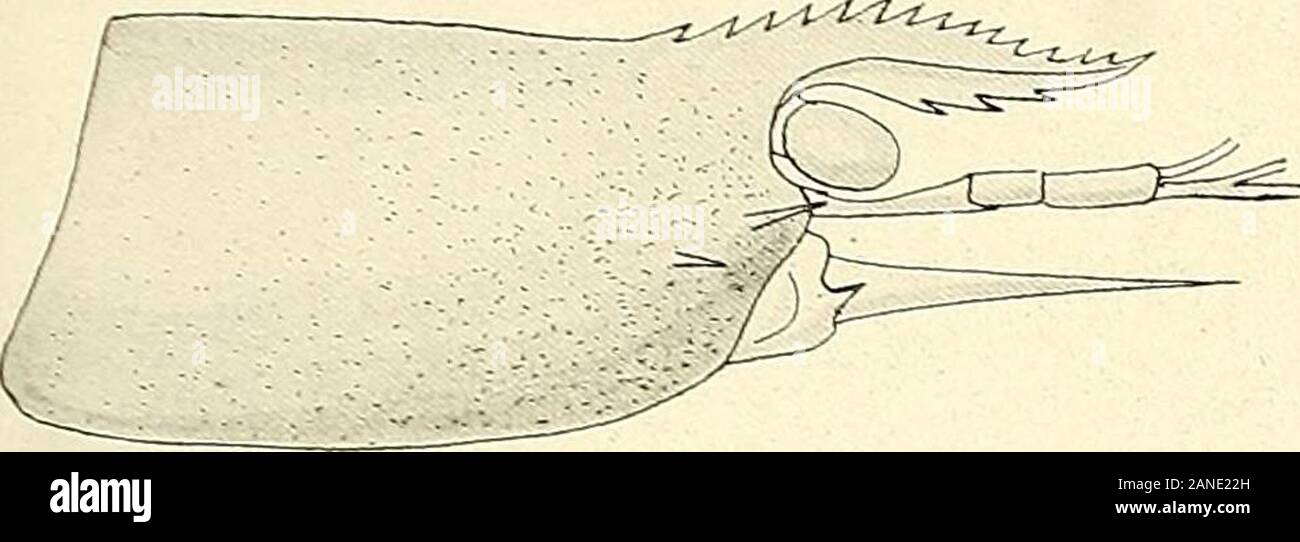 Nova Guinea : résultats de l'expédition scientifique néerlandaise à la Nouvelle-Guinée en 1903[-1920] . Éandres peu profonds bien visibili à la lente di ingrandimento. Genere Varuna M. EDW. Varuna litterata (Tess.). Biwakeiland: ho cf Juv-&GT; S- VIII. 1907.Lorentz-Rivier: 1 CF, 4- V. 1907. 1 9, S-12. IX. 1909. Famille OCYPODIDAE.genere Uca Leach.Uca dussumieri M. Edw.Lorentz-Rivier: 2 çf, 2. IX. 1909. PLANCHE XVI. Esplicitazione des figure. Fig. r à 3. Palaemon (Parapalaemo?i) lorentzi n. sp. Fig. 1. Rostre et céphalo-torace utenti virtuali Du côté droit." 2. Chélipède de la deuxième paire (çf)." 3. Base des doigts du chélipè Foto Stock