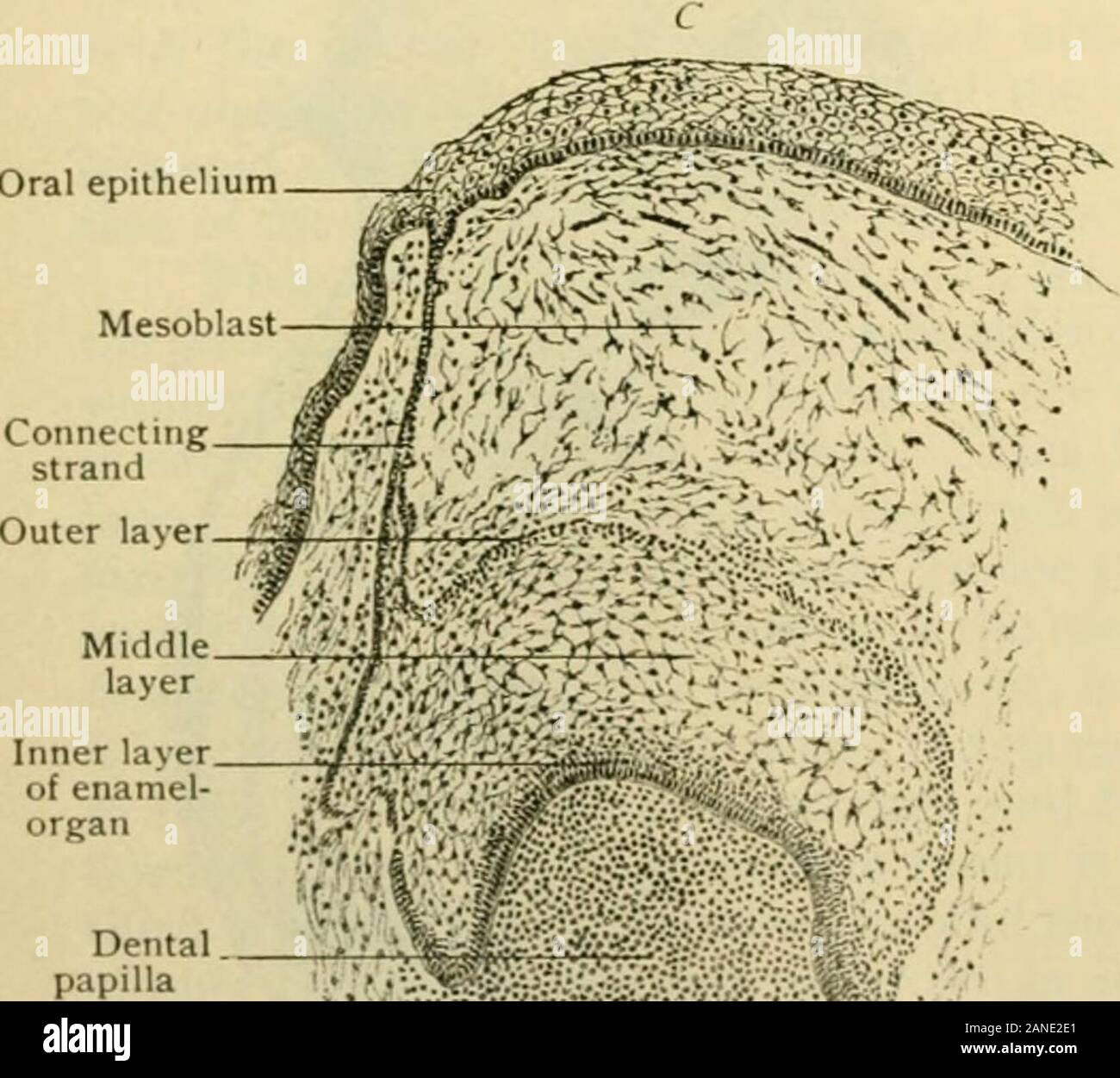 Anatomia Umana, tra cui la struttura e lo sviluppo e considerazioni di ordine pratico . Mesoblast epitelio orale. Foto Stock