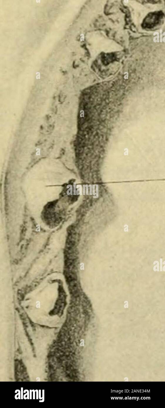 Anatomia Umana, tra cui la struttura e lo sviluppo e considerazioni di ordine pratico . ≪:j ?. Foto Stock